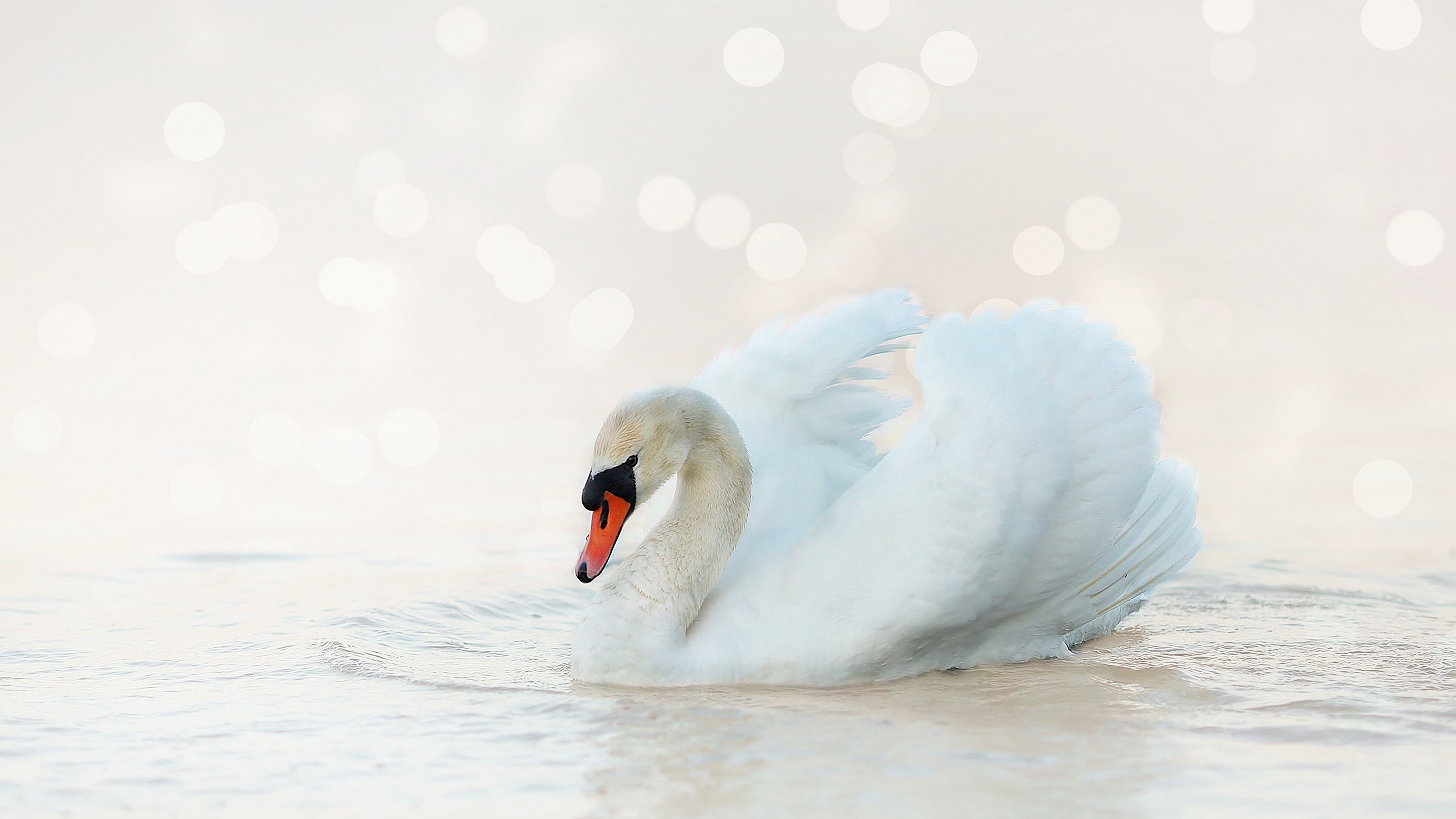 Download mobile wallpaper Birds, Bird, Animal, Swan, Bokeh, Mute Swan for free.