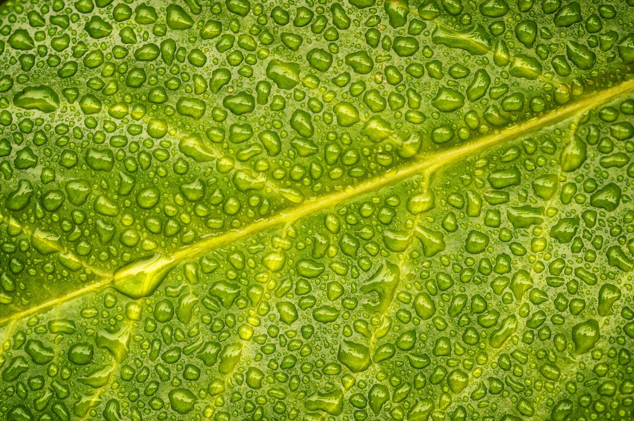 Download mobile wallpaper Macro, Leaf, Earth, Water Drop for free.