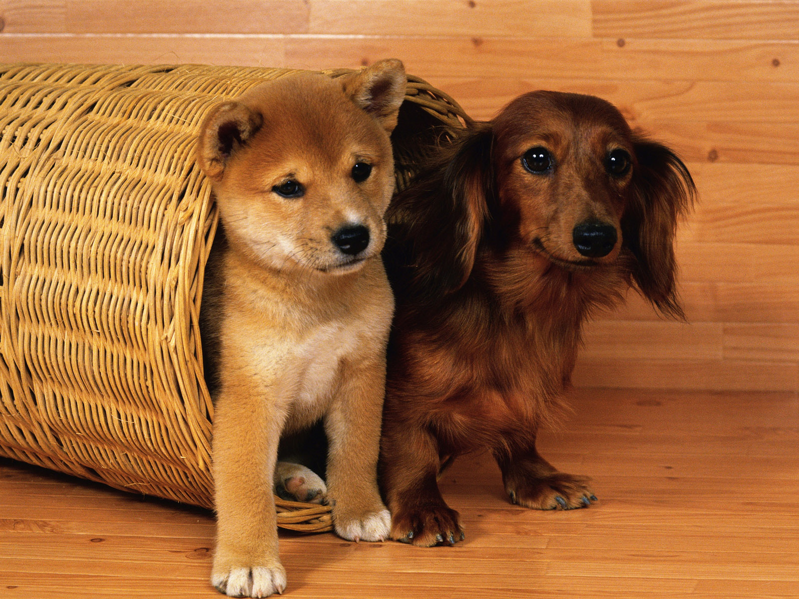 Téléchargez des papiers peints mobile Chiot, Chiens, Animaux gratuitement.