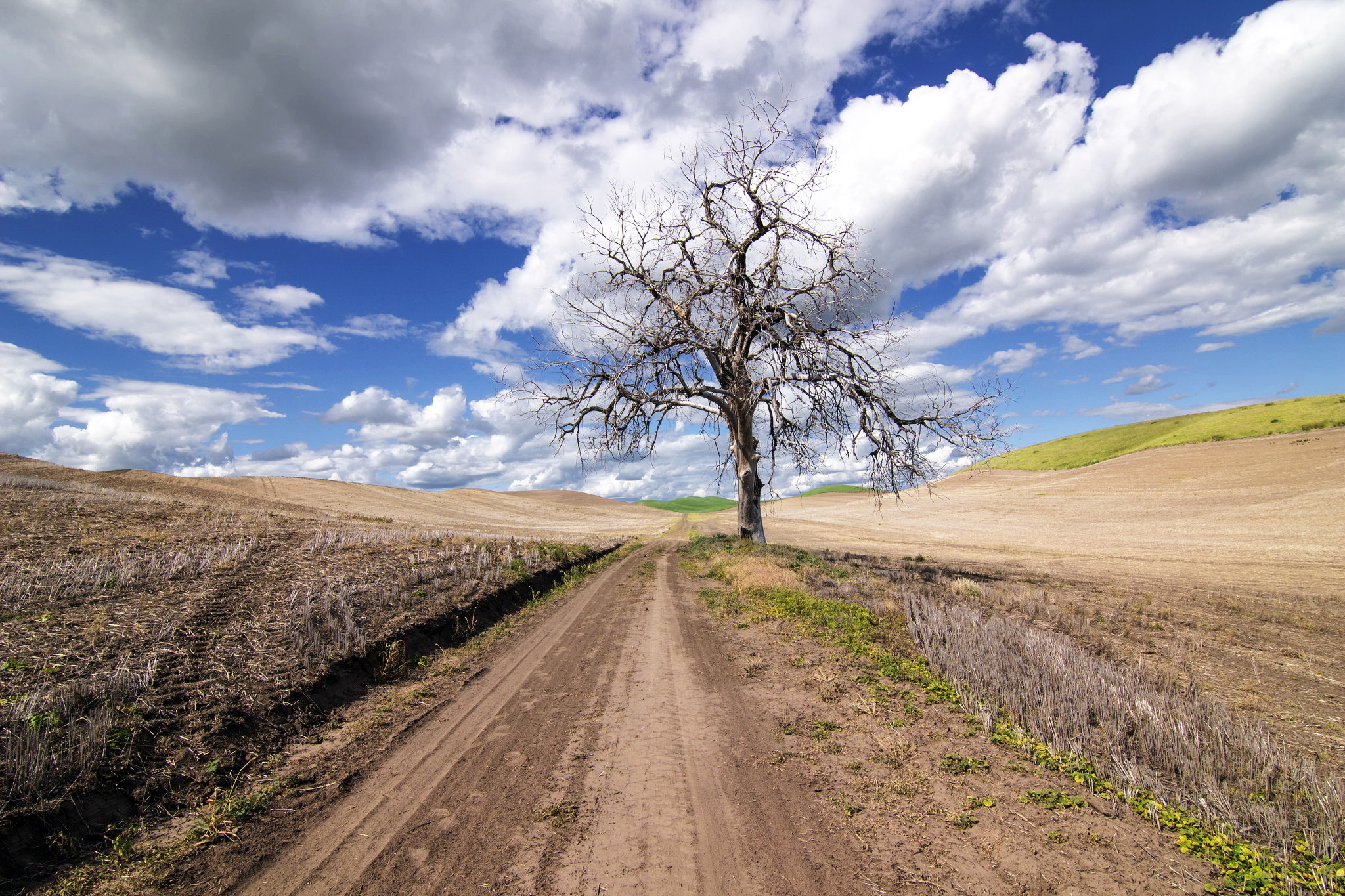 Download mobile wallpaper Landscape, Nature, Trees, Tree, Earth, Field, Cloud, Dirt Road, Lonely Tree for free.