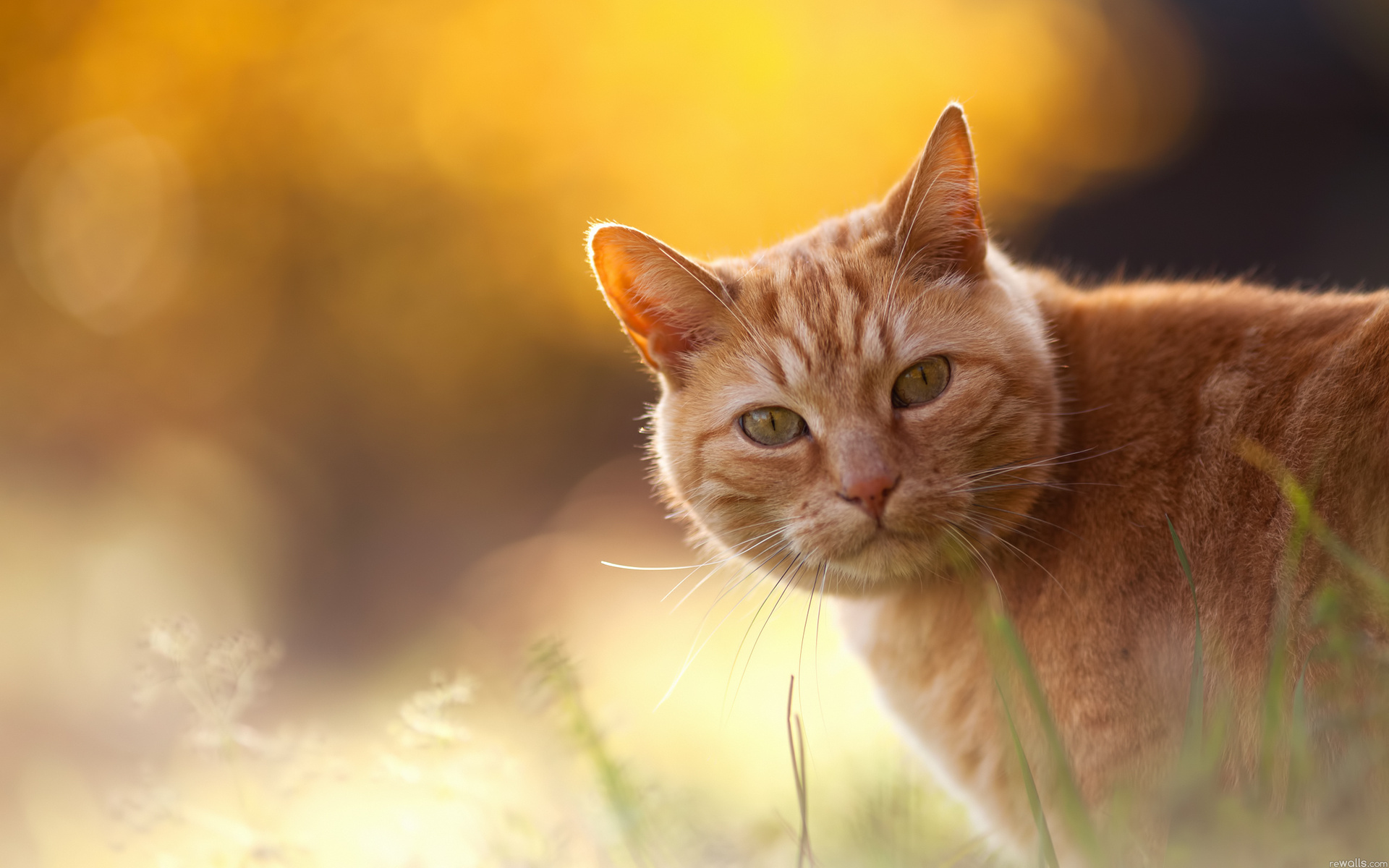 Baixe gratuitamente a imagem Animais, Gatos, Gato na área de trabalho do seu PC