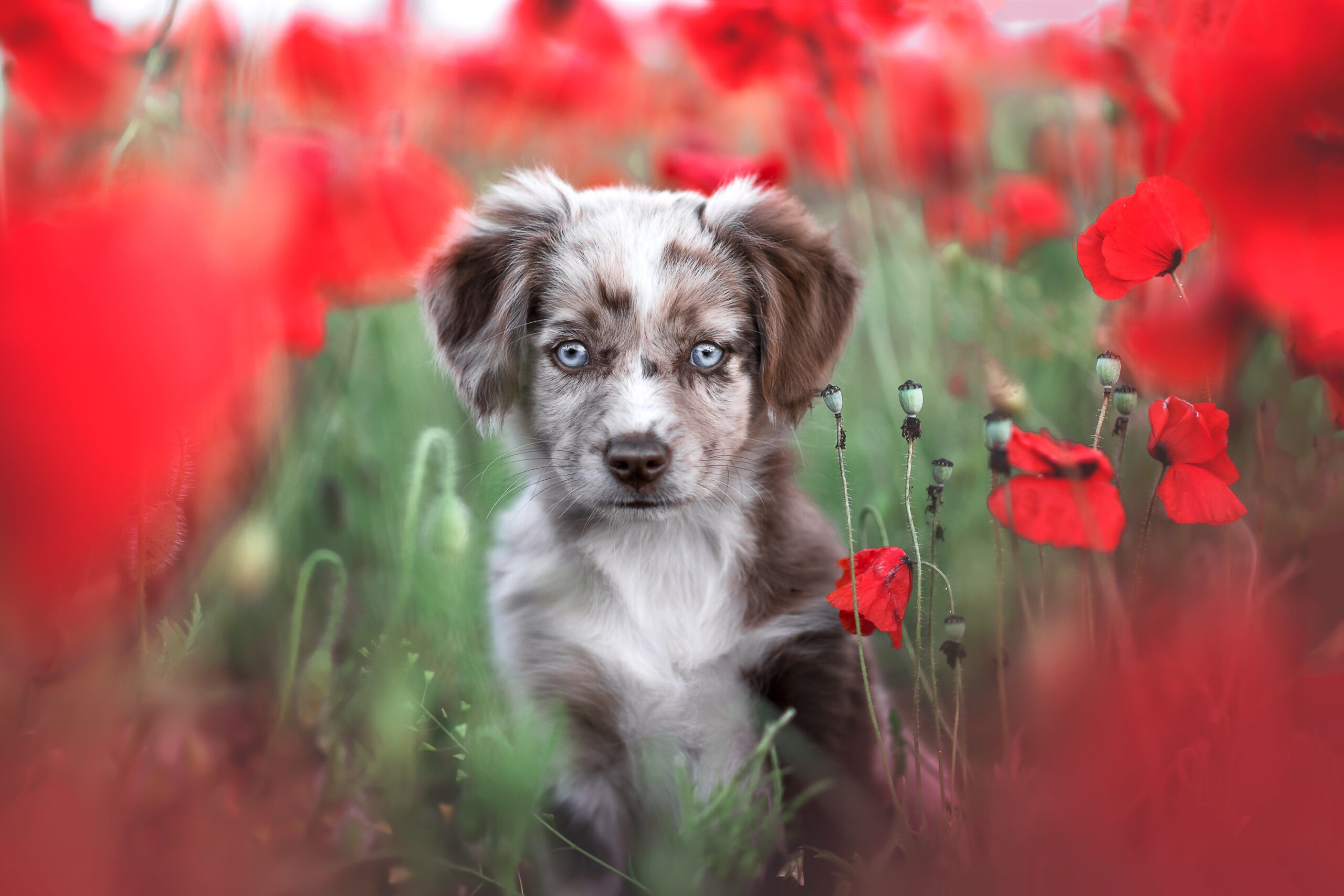 PCデスクトップに動物, 犬, 子犬, 赤ちゃん動物, オーストラリアン シェパード画像を無料でダウンロード