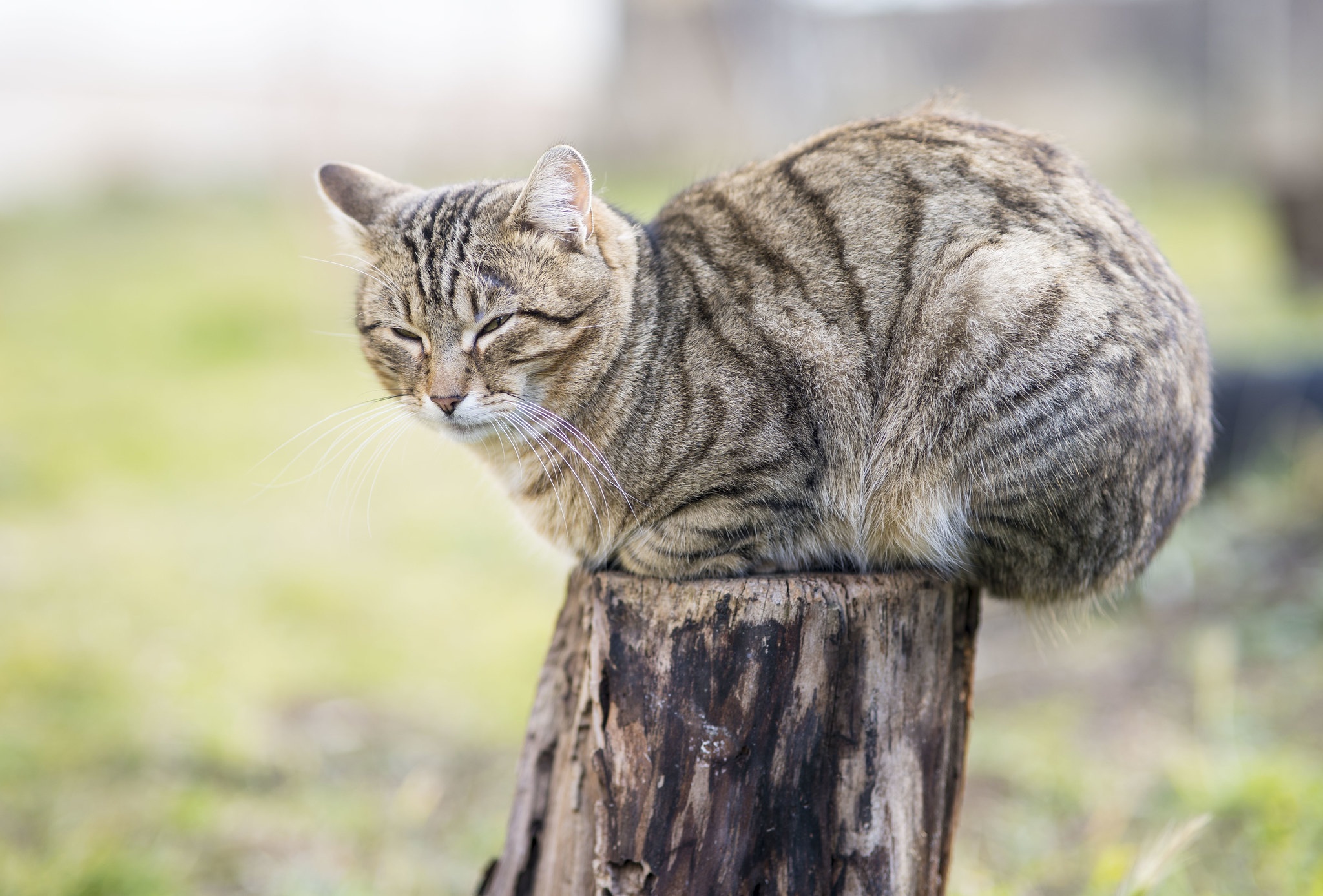 PCデスクトップにネコ, 猫, 動物画像を無料でダウンロード