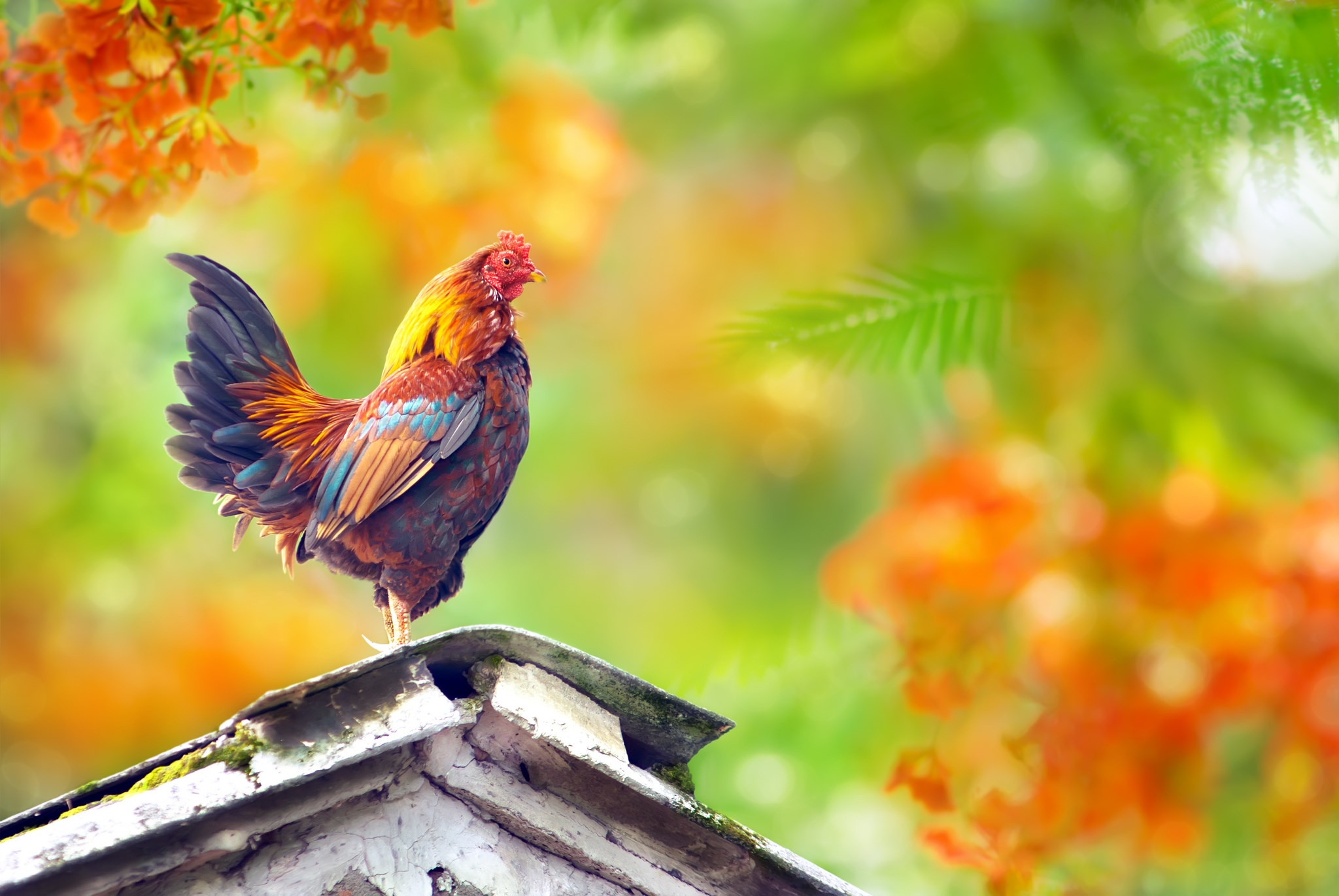 435590 descargar imagen animales, gallo, aves: fondos de pantalla y protectores de pantalla gratis