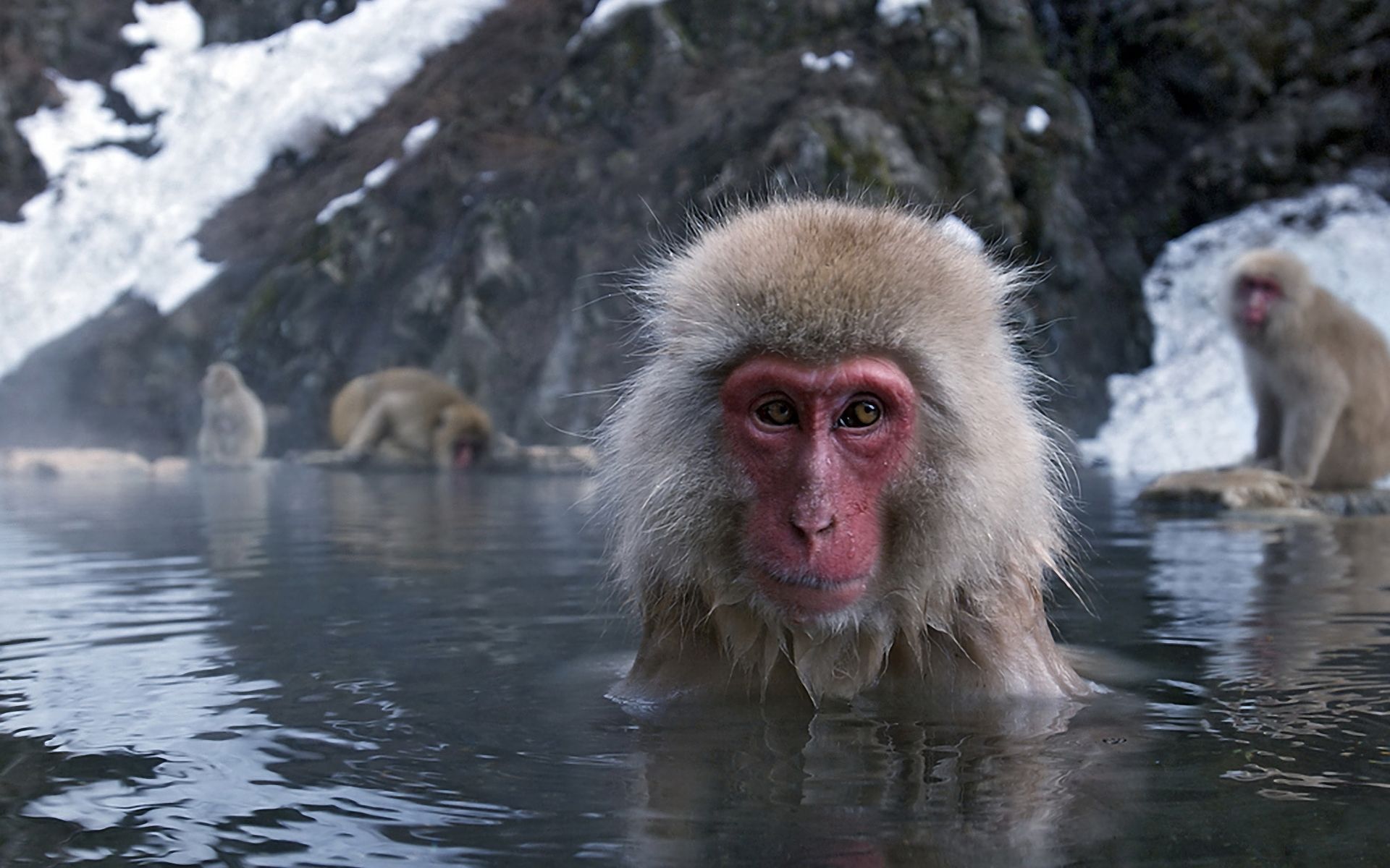 385521 télécharger l'image japon, animaux, macaque japonais, macaque, eau, singes - fonds d'écran et économiseurs d'écran gratuits