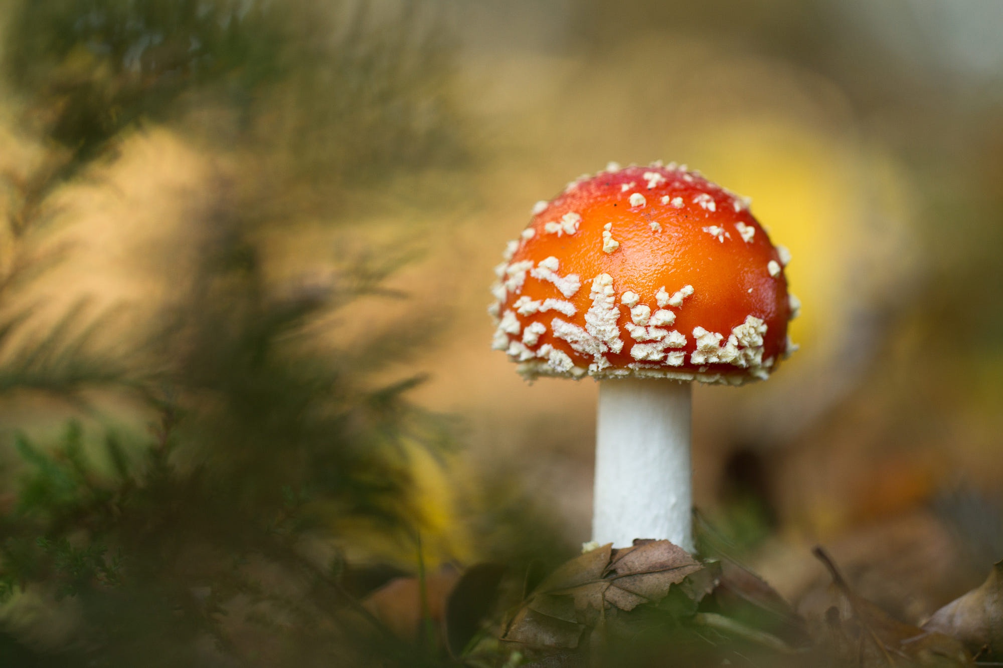 Téléchargez gratuitement l'image Macro, Champignon, La Nature, Terre/nature sur le bureau de votre PC