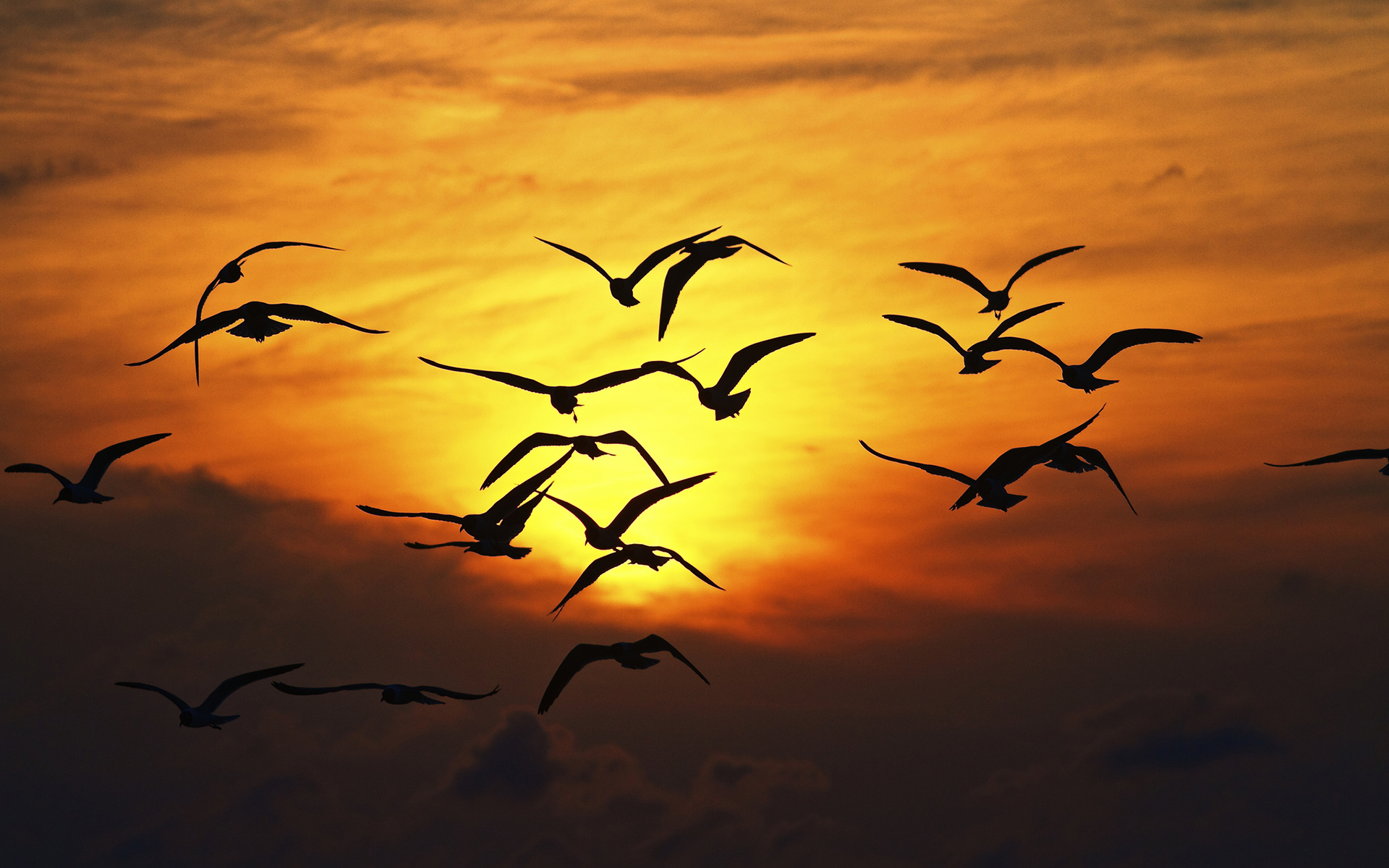 Téléchargez gratuitement l'image Animaux, Oiseau, Des Oiseaux sur le bureau de votre PC