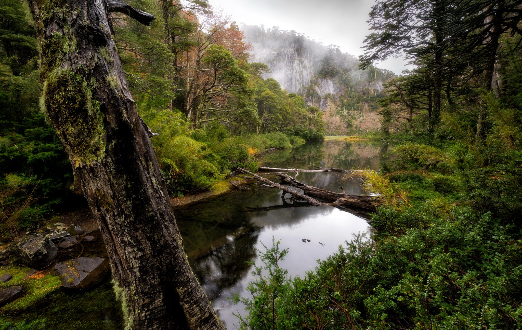 Laden Sie das Natur, Wald, Baum, Fluss, Erde/natur-Bild kostenlos auf Ihren PC-Desktop herunter