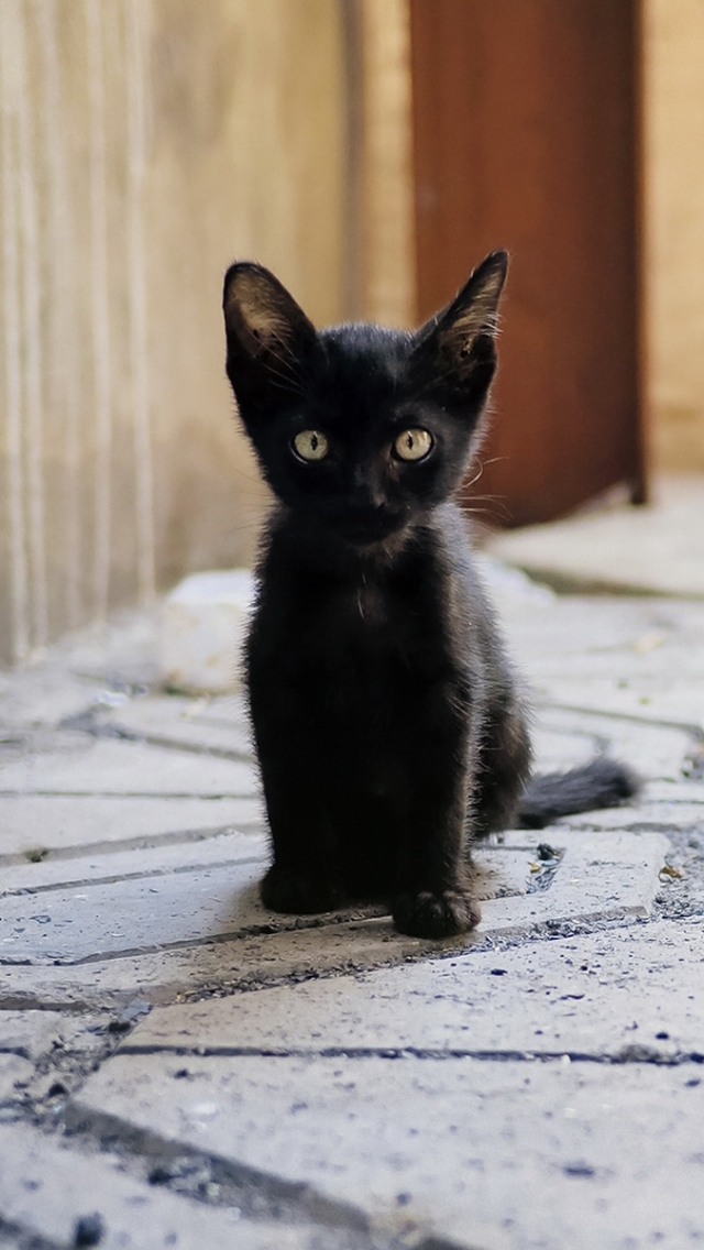 Скачати мобільні шпалери Кішка, Кошеня, Тварина, Коти, Дитинча Тварини безкоштовно.