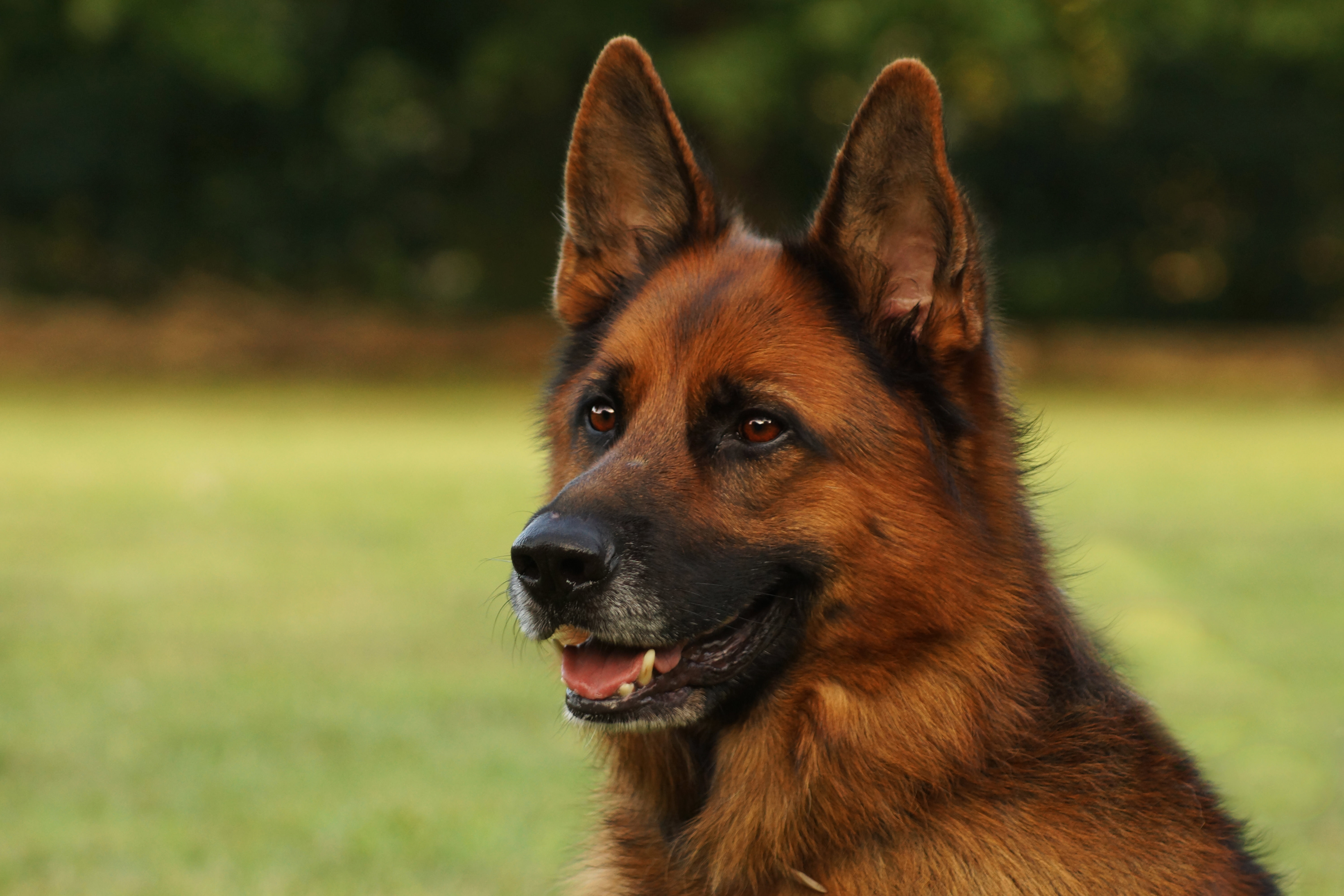 Download PC Wallpaper animal, german shepherd, dog, muzzle, dogs