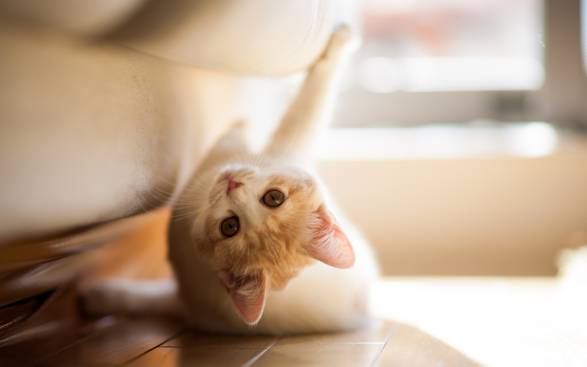 Téléchargez des papiers peints mobile Animaux, Chat gratuitement.