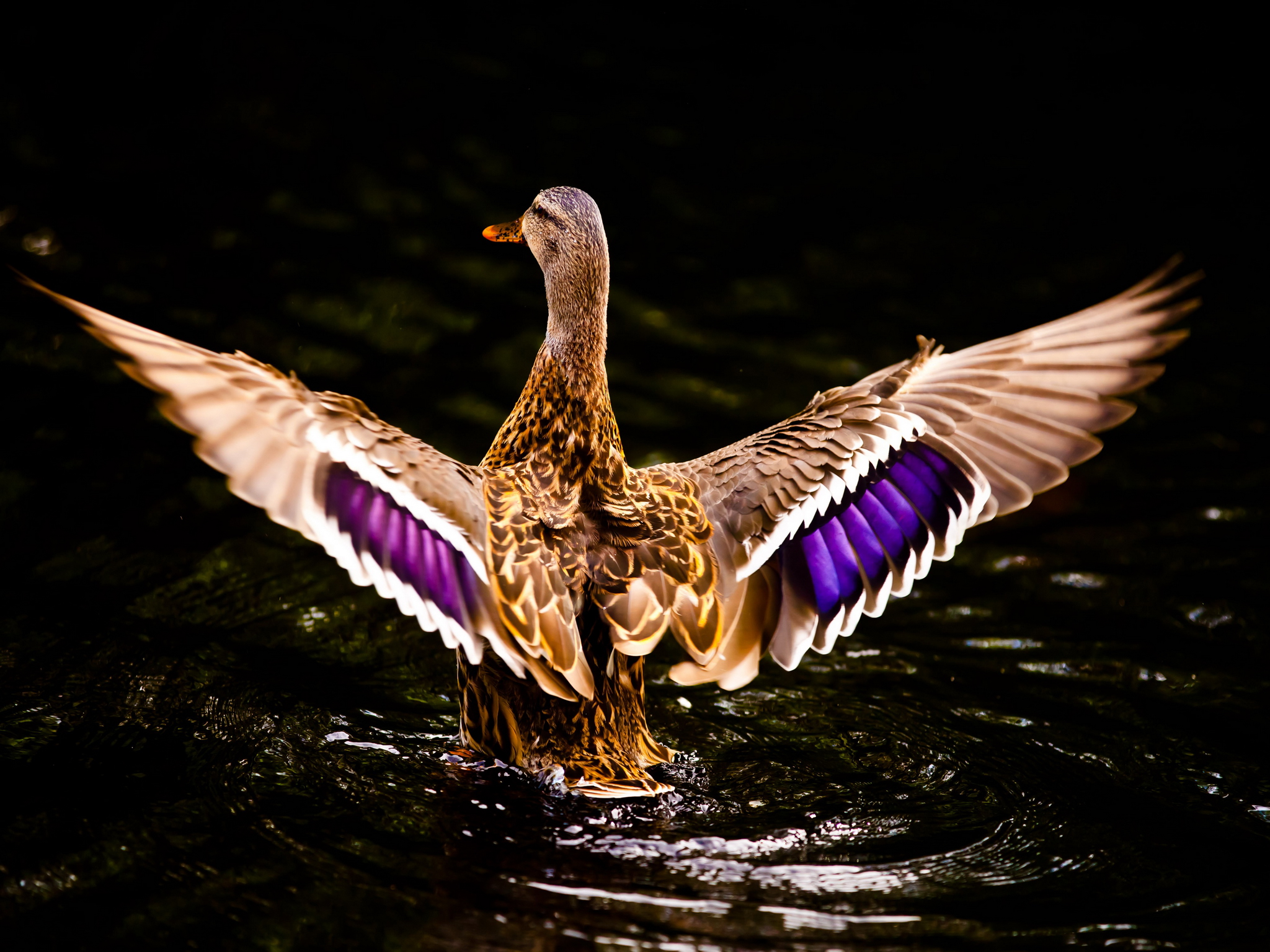 Handy-Wallpaper Tiere, Ente kostenlos herunterladen.