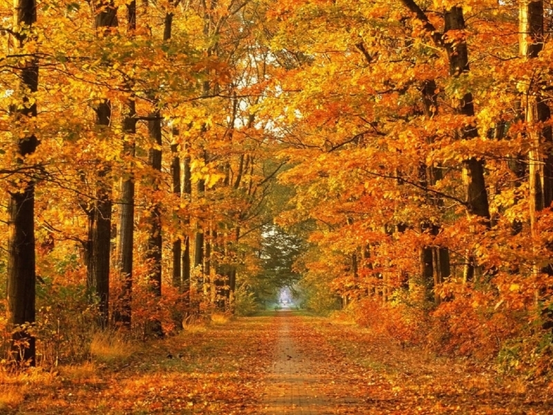 Handy-Wallpaper Landschaft, Herbst kostenlos herunterladen.