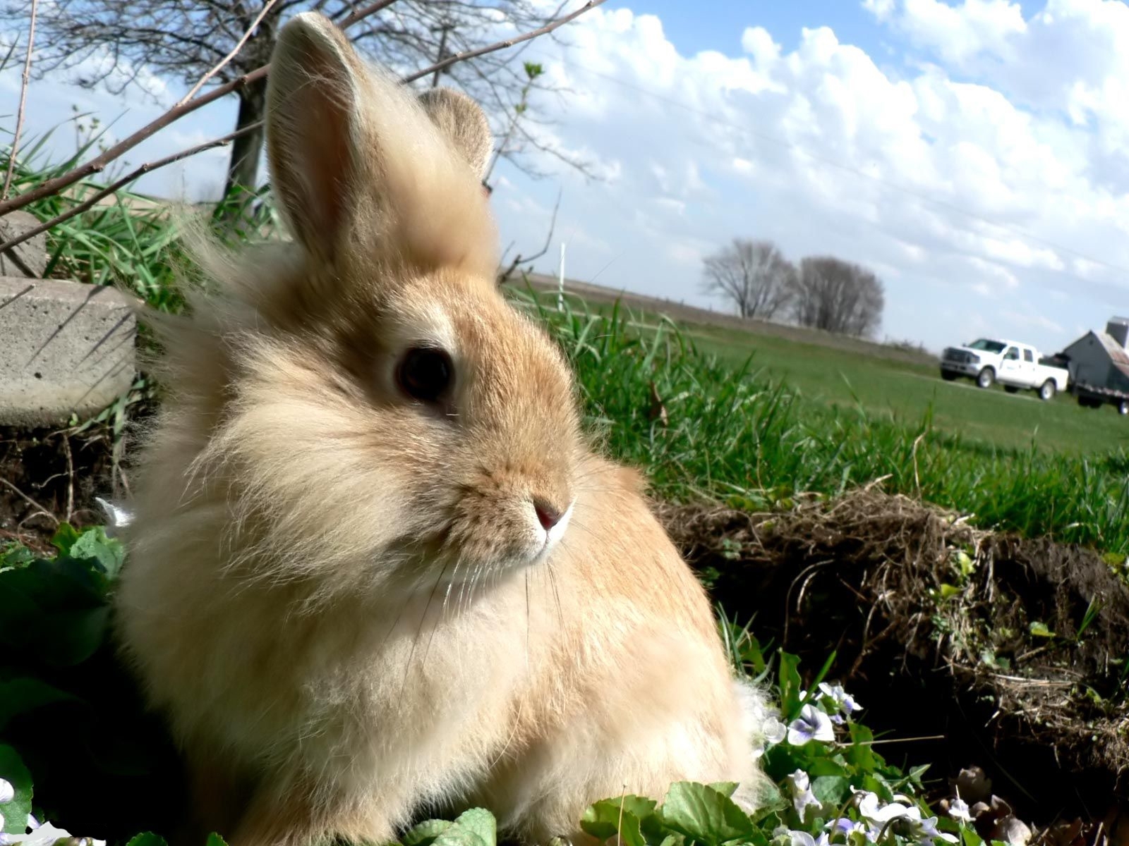 7507 Bild herunterladen kaninchen, tiere - Hintergrundbilder und Bildschirmschoner kostenlos
