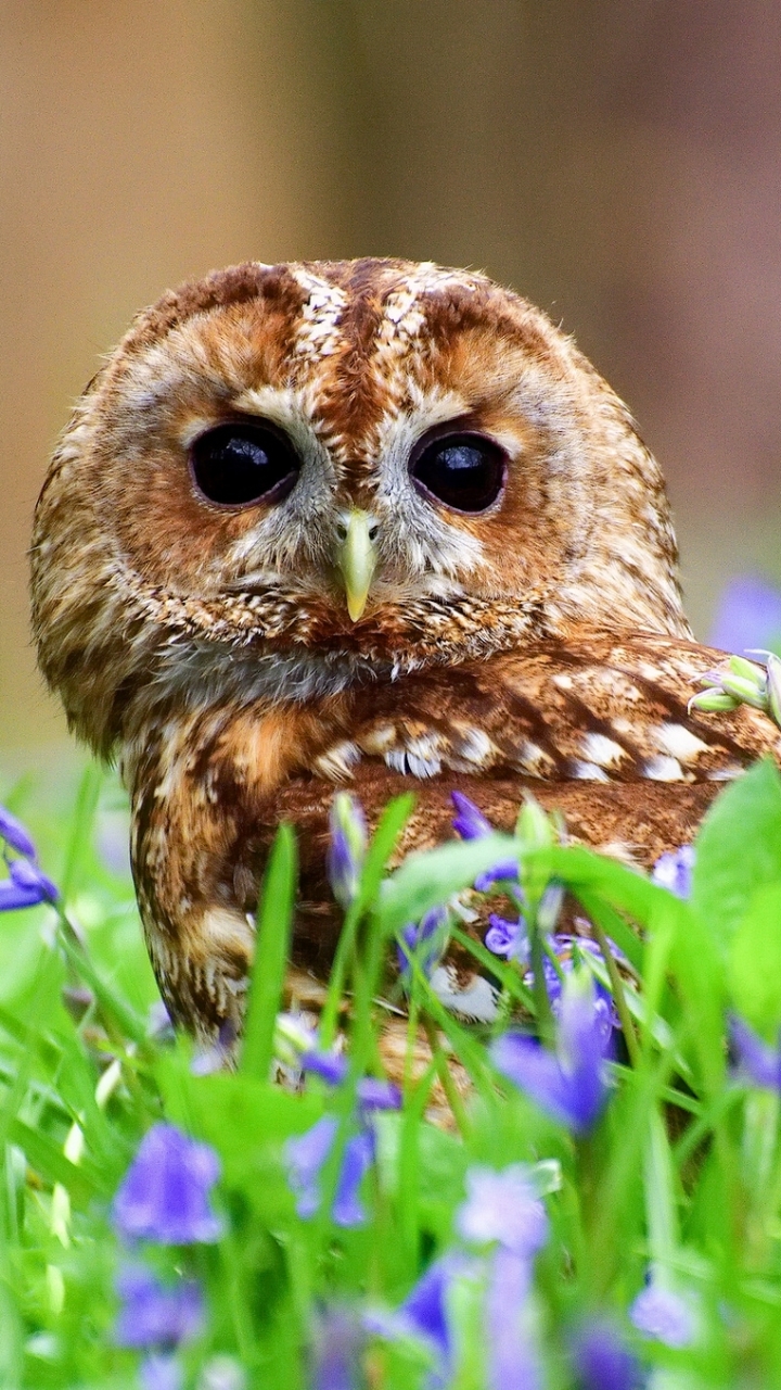 Download mobile wallpaper Birds, Owl, Bird, Animal, Purple Flower for free.