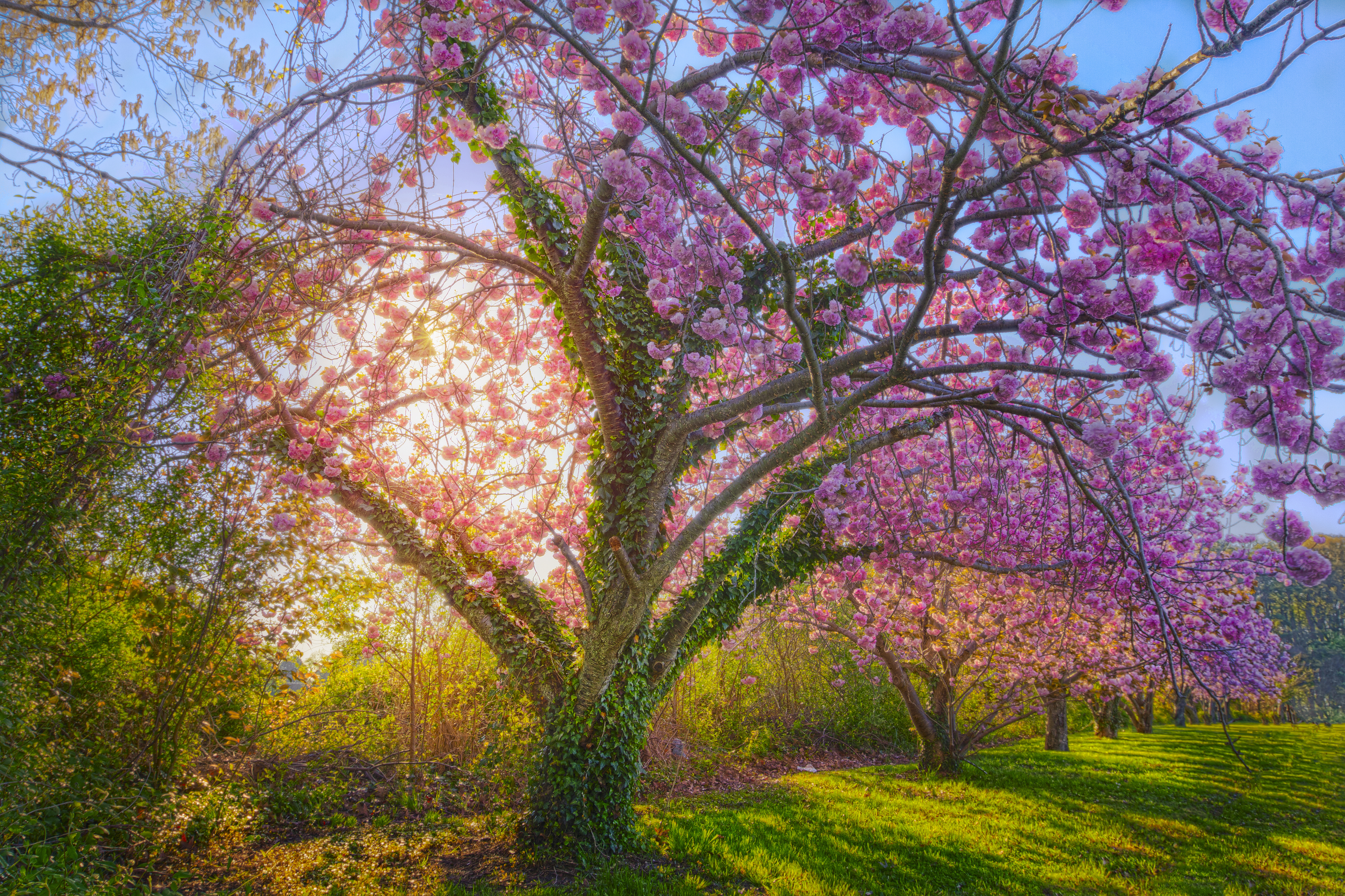 1523306画像をダウンロード桜, 花, 地球, 桜の花, 春, 日光, 木, フラワーズ-壁紙とスクリーンセーバーを無料で