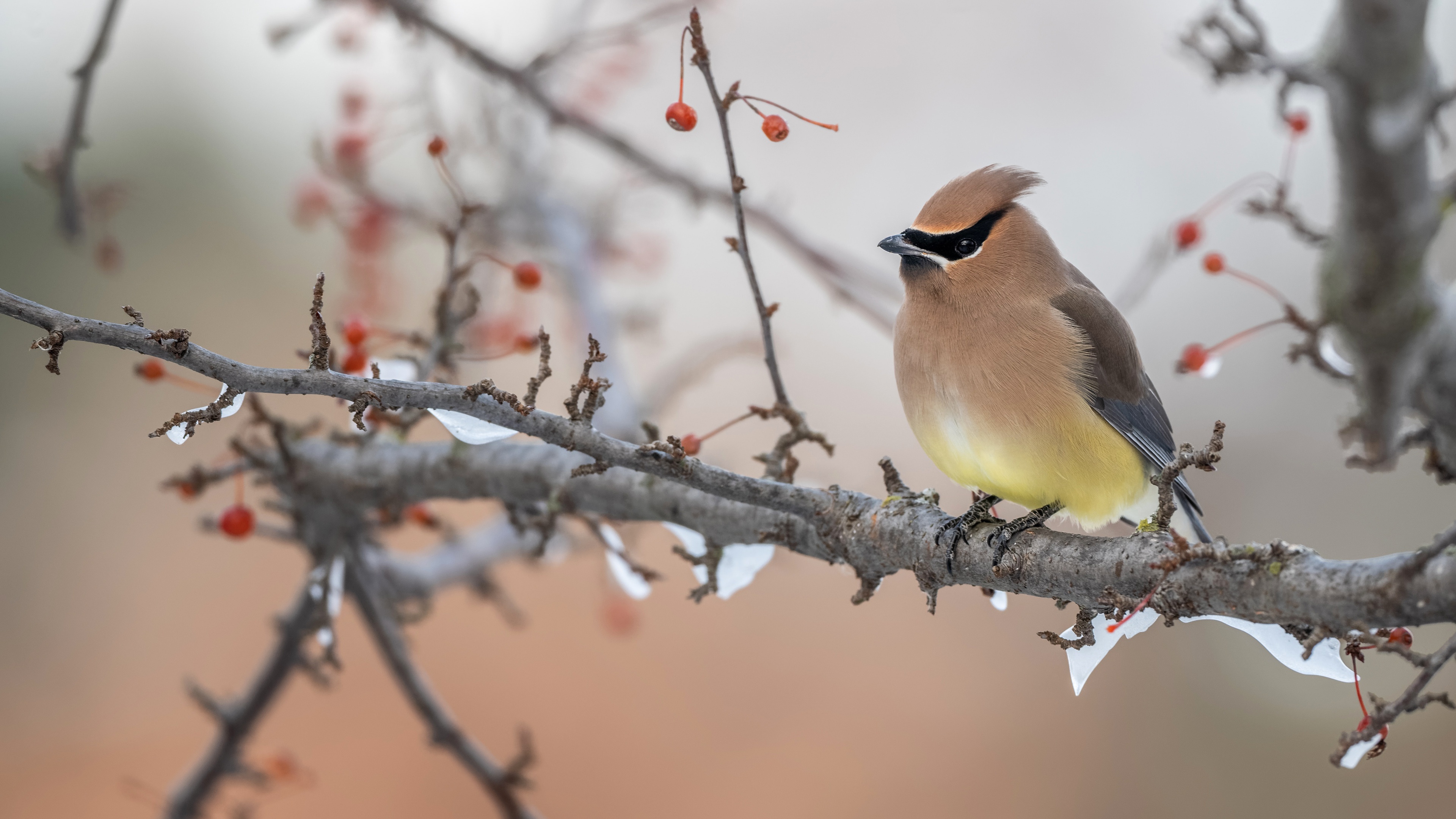 Download mobile wallpaper Birds, Bird, Animal, Waxwing for free.
