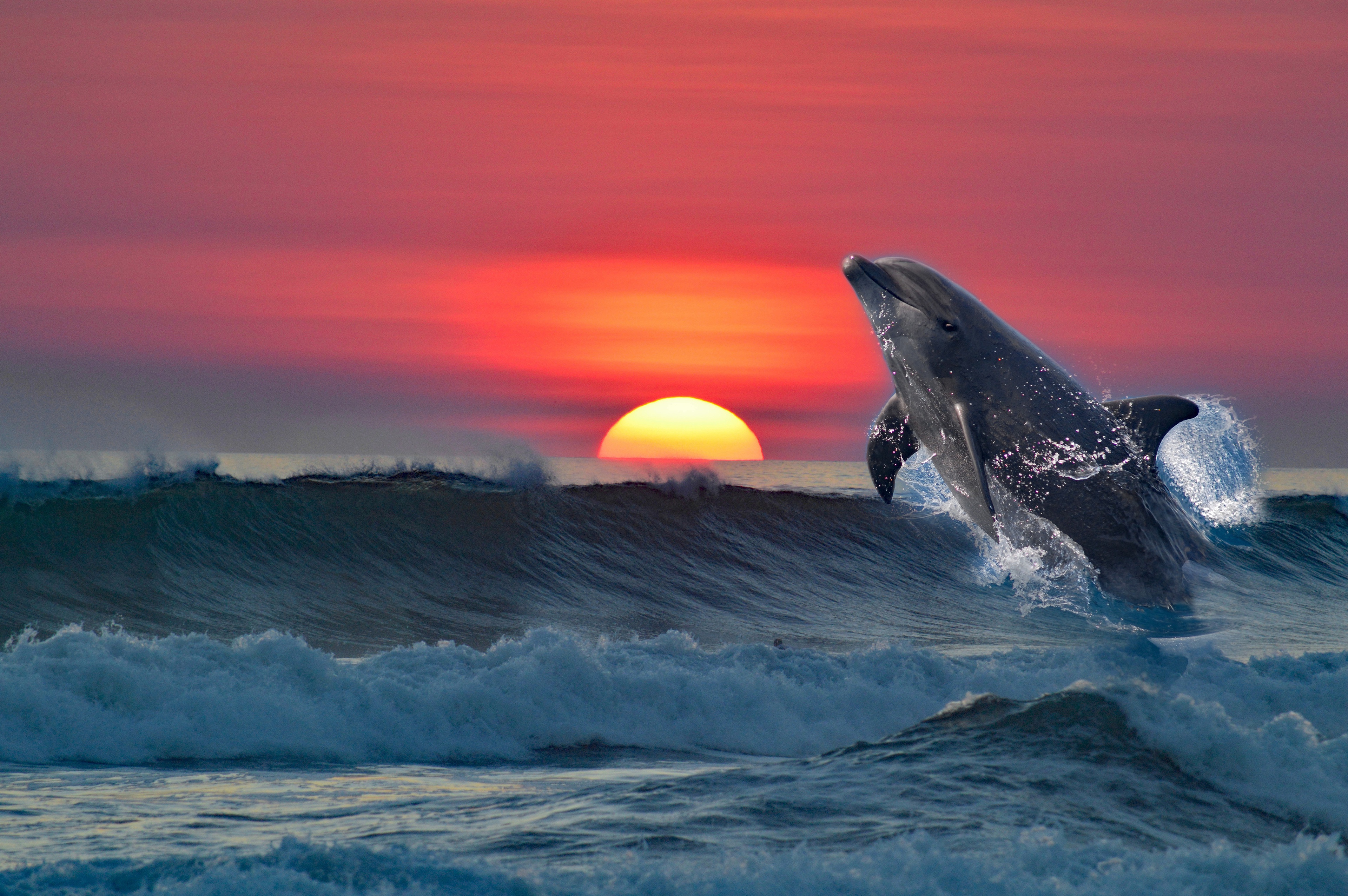 Free download wallpaper Sunset, Sea, Animal, Dolphin on your PC desktop