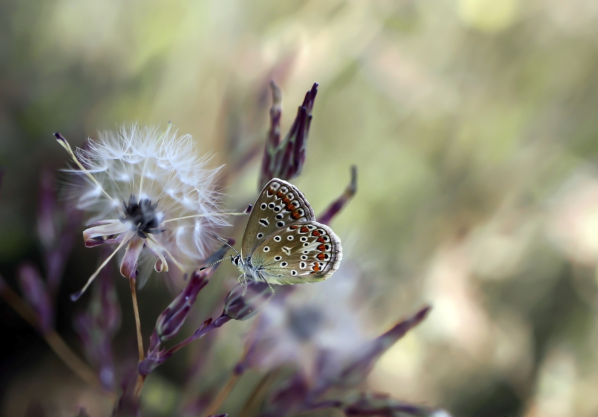 Free download wallpaper Insect, Butterfly, Animal on your PC desktop