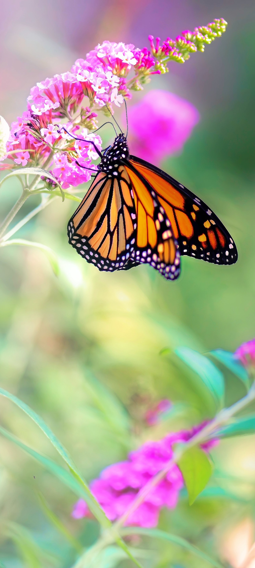 Download mobile wallpaper Nature, Flower, Macro, Butterfly, Animal, Pink Hair for free.