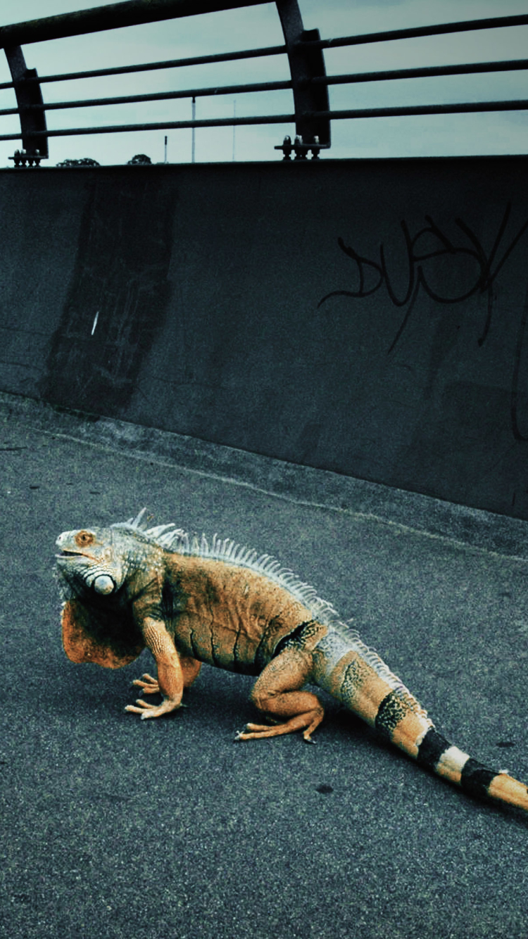 Descarga gratuita de fondo de pantalla para móvil de Animales, Reptiles, Iguana.