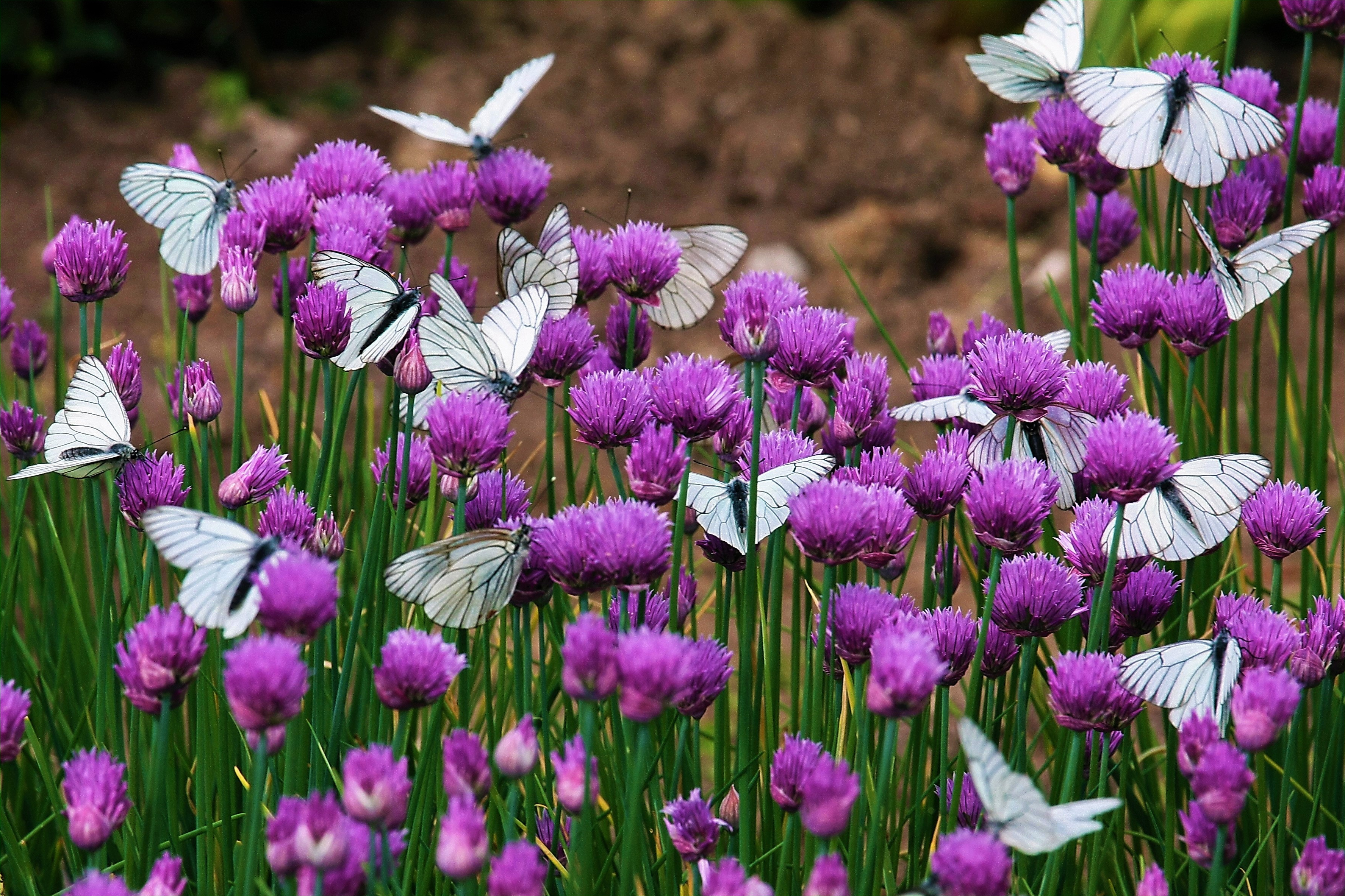 Download mobile wallpaper Flower, Butterfly, Animal, Purple Flower for free.