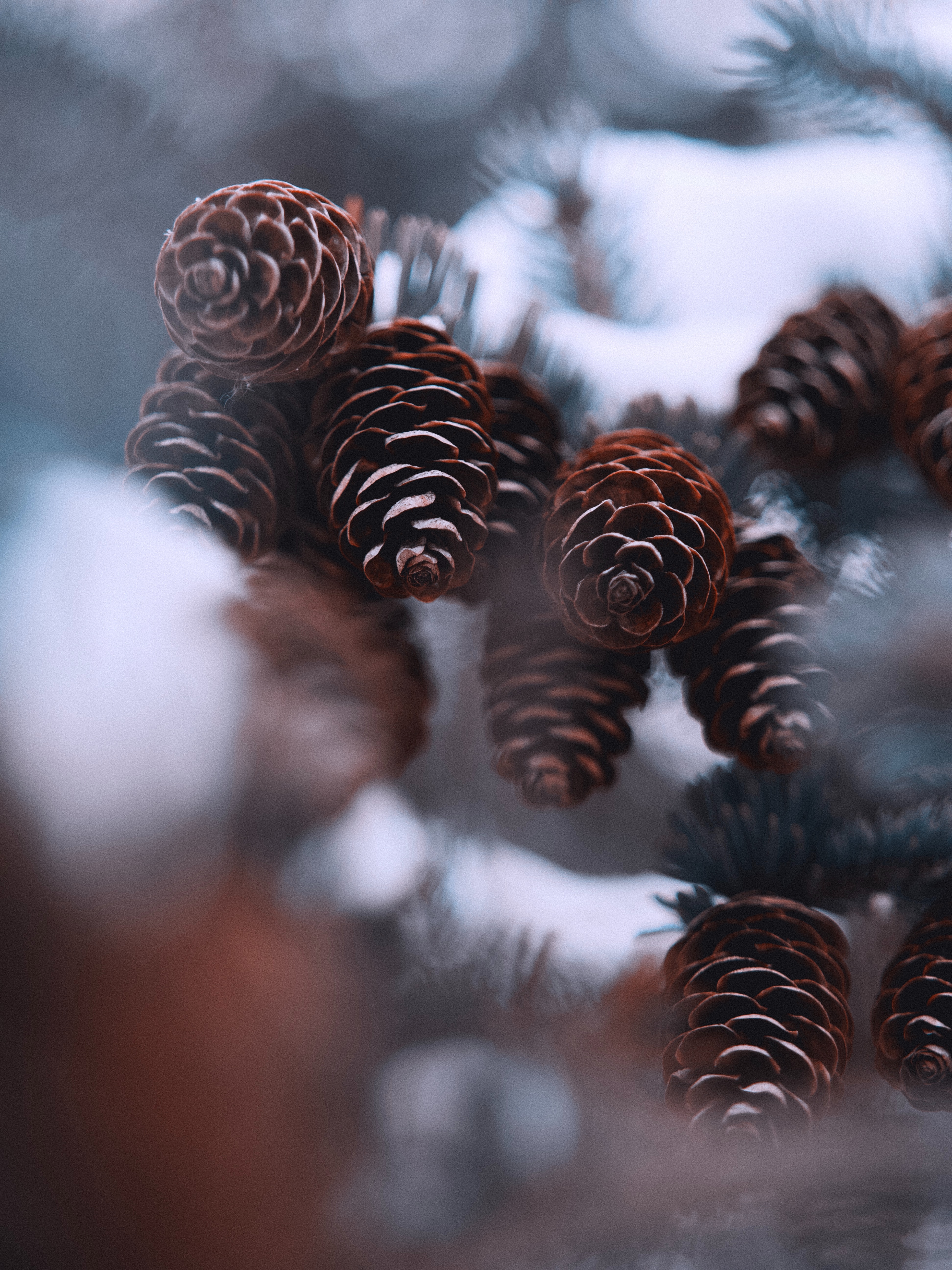 Free download wallpaper Winter, Cones, Snow, Spruce, Fir, Nature on your PC desktop