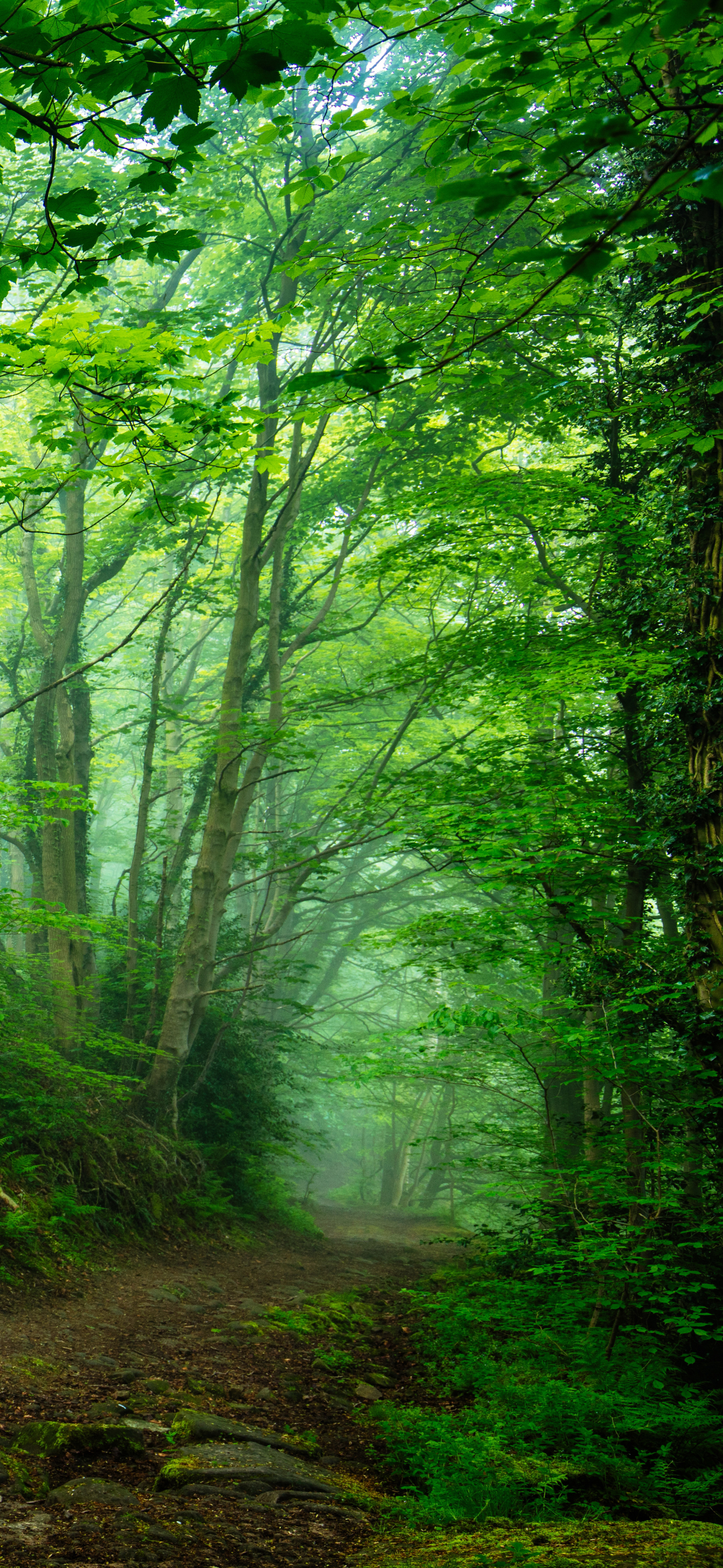 Скачати мобільні шпалери Ліс, Зелень, Земля безкоштовно.