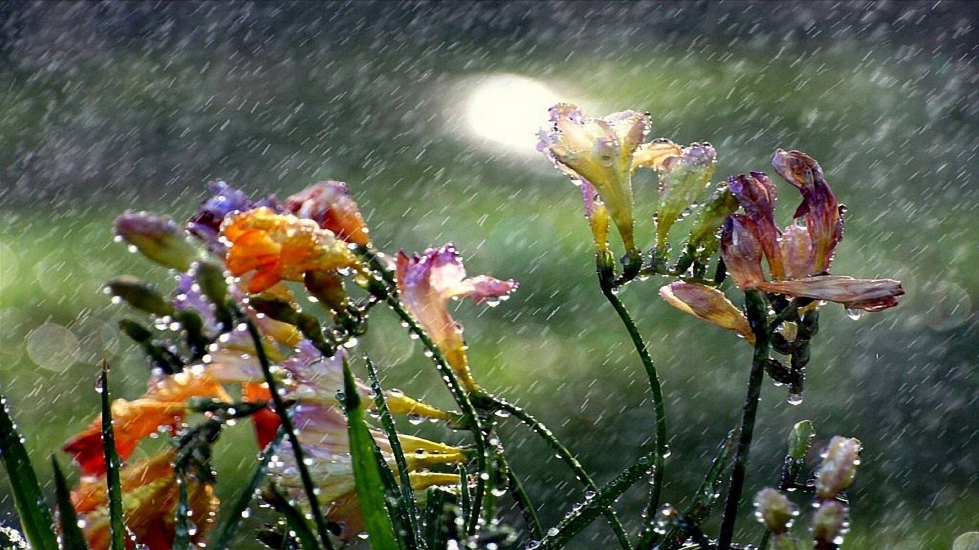 Download mobile wallpaper Flowers, Flower, Earth, Rain for free.