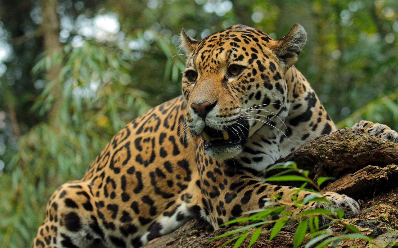 118951 Bild herunterladen grin, tiere, jaguar, grinsen, schnauze, raubtier, predator, große katze, big cat - Hintergrundbilder und Bildschirmschoner kostenlos