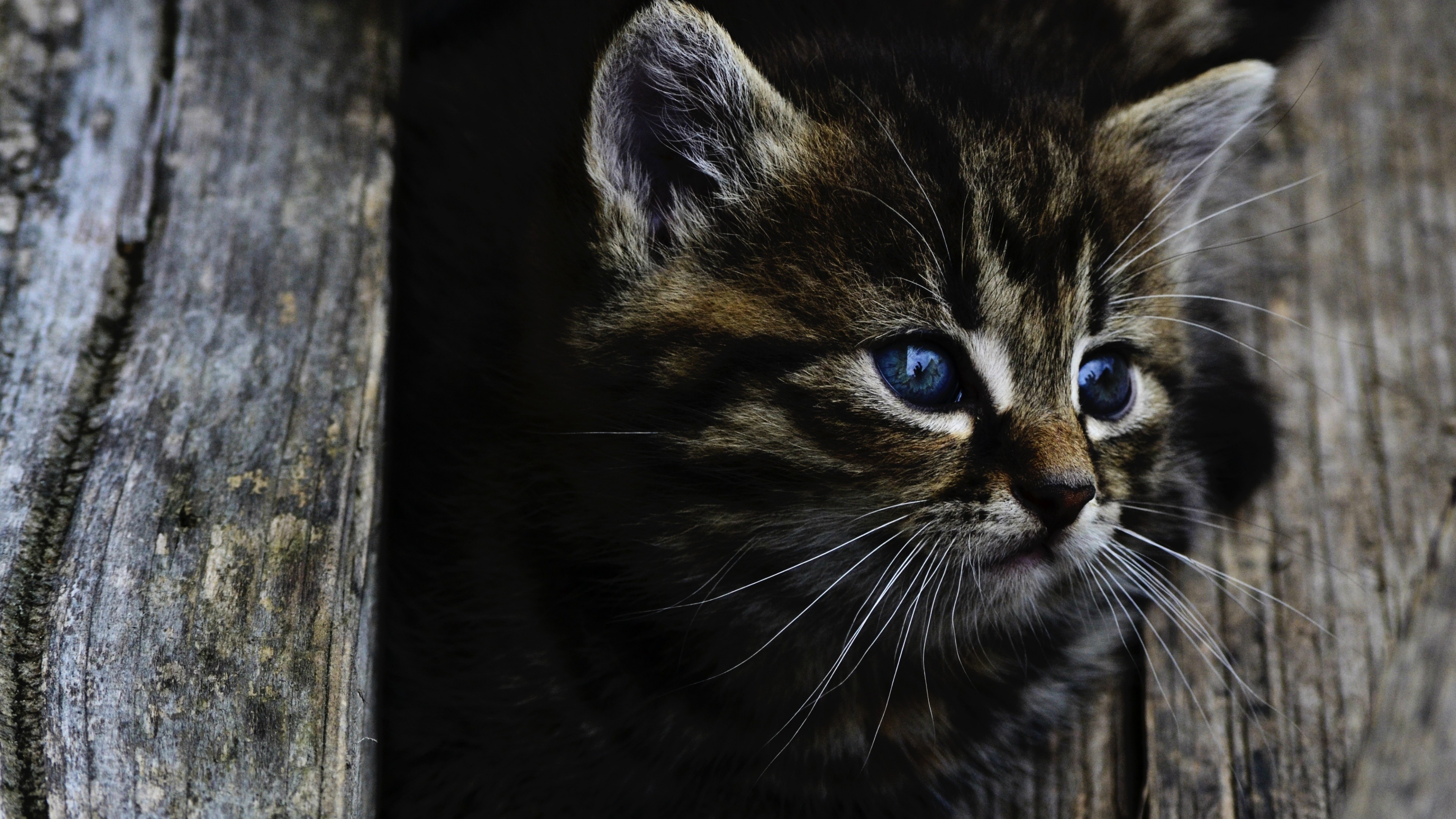 Free download wallpaper Cats, Cat, Kitten, Animal, Blue Eyes, Baby Animal on your PC desktop