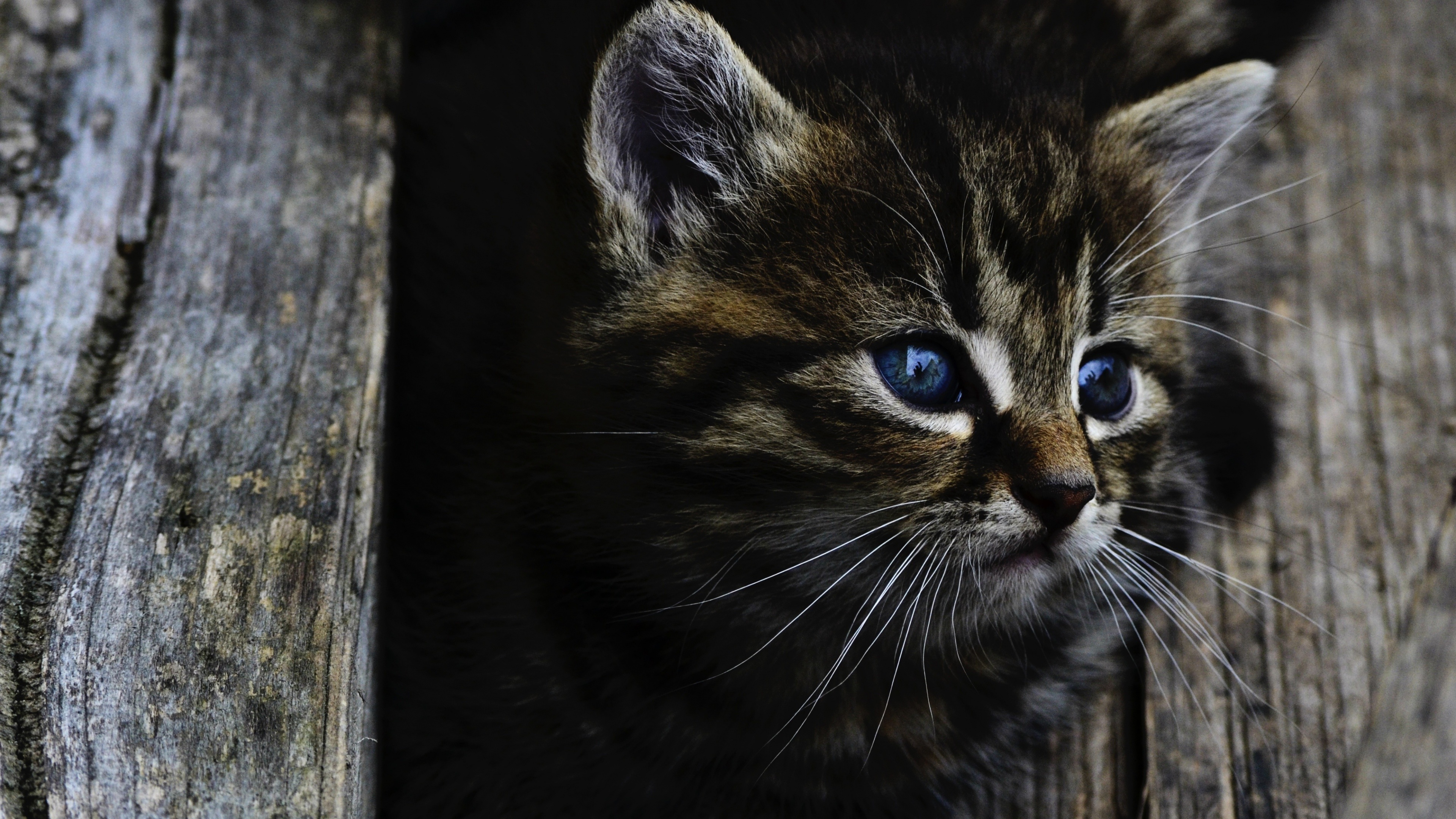 Descarga gratuita de fondo de pantalla para móvil de Animales, Gatos, Gato, Gatito, Ojos Azules, Bebe Animal.