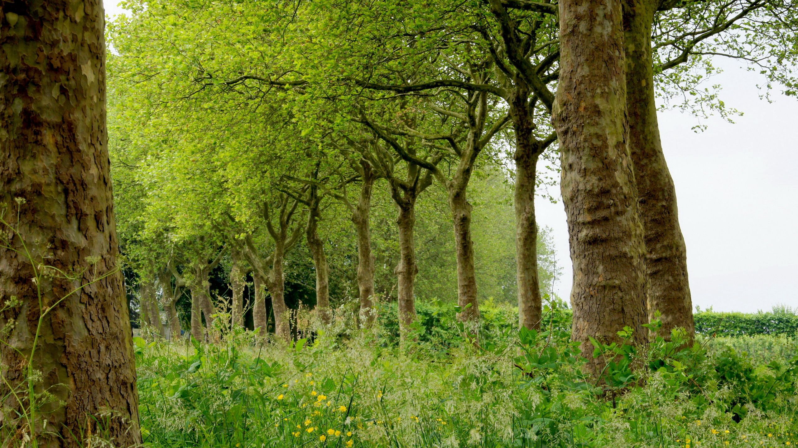 Laden Sie das Natur, Bäume, Grass, Sommer-Bild kostenlos auf Ihren PC-Desktop herunter