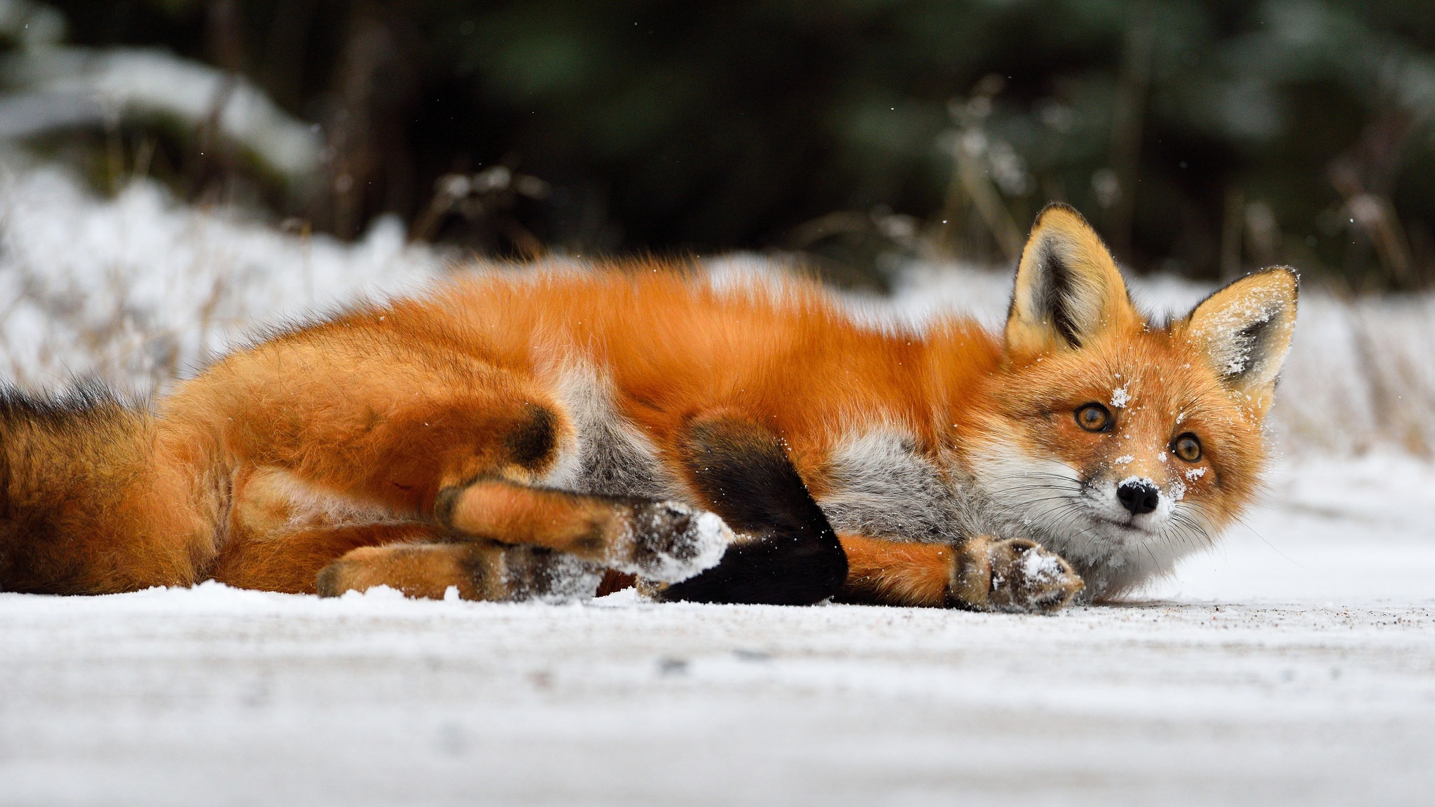 Laden Sie das Tiere, Winter, Fuchs-Bild kostenlos auf Ihren PC-Desktop herunter