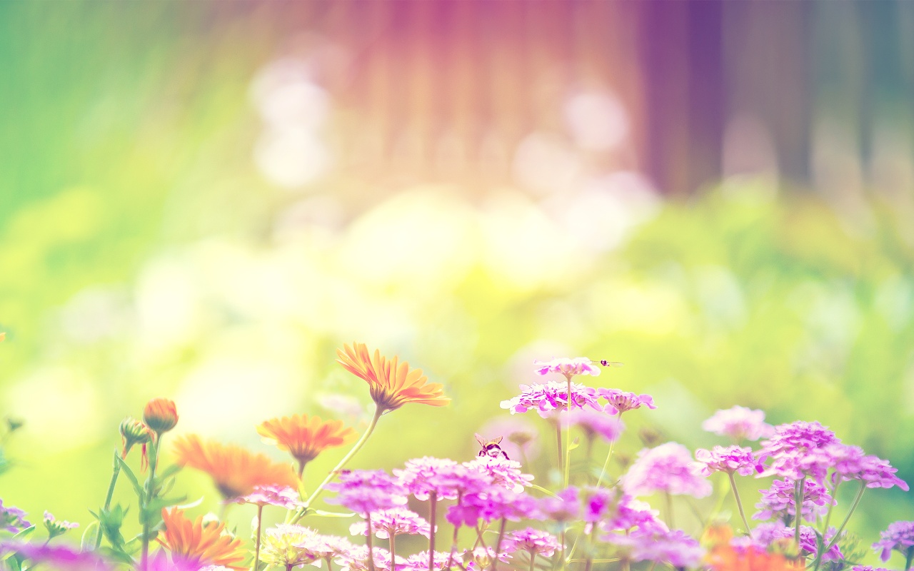 Téléchargez gratuitement l'image Fleur, Terre/nature sur le bureau de votre PC