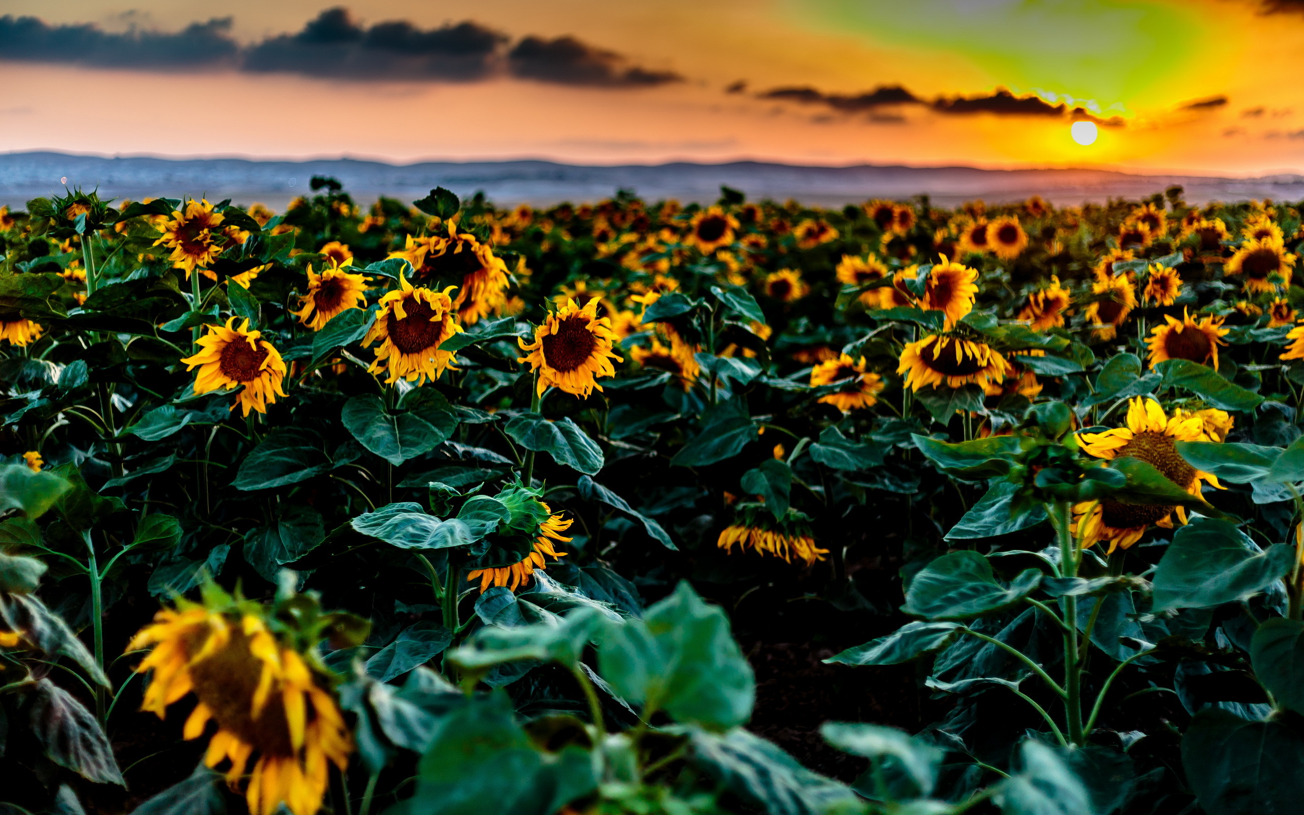 Laden Sie das Natur, Blumen, Sommer, Blume, Feld, Sonnenblume, Gelbe Blume, Sonnenuntergang, Erde/natur-Bild kostenlos auf Ihren PC-Desktop herunter