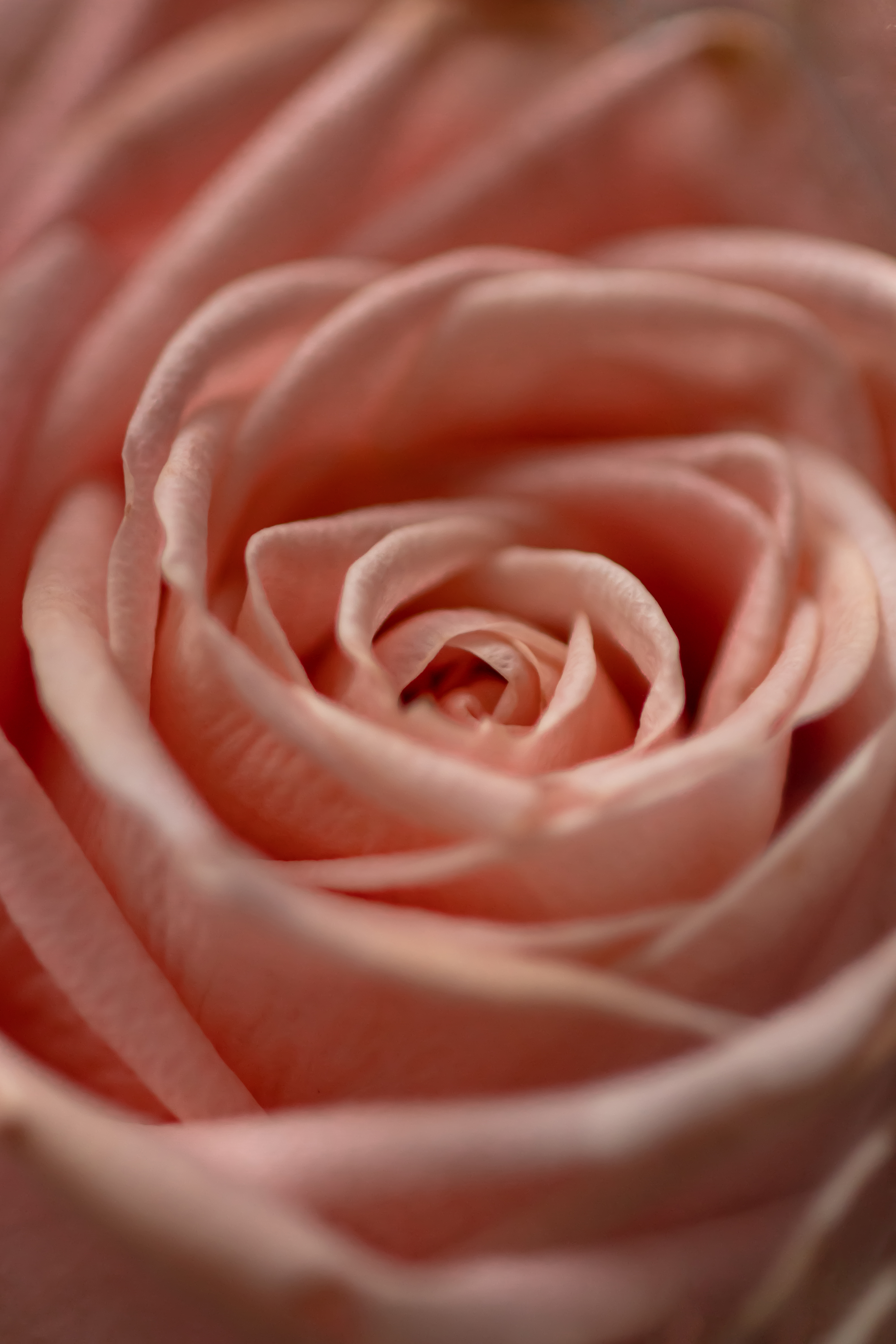 Téléchargez des papiers peints mobile Macro, Pétales, Fleur, Une Rose, Rose gratuitement.