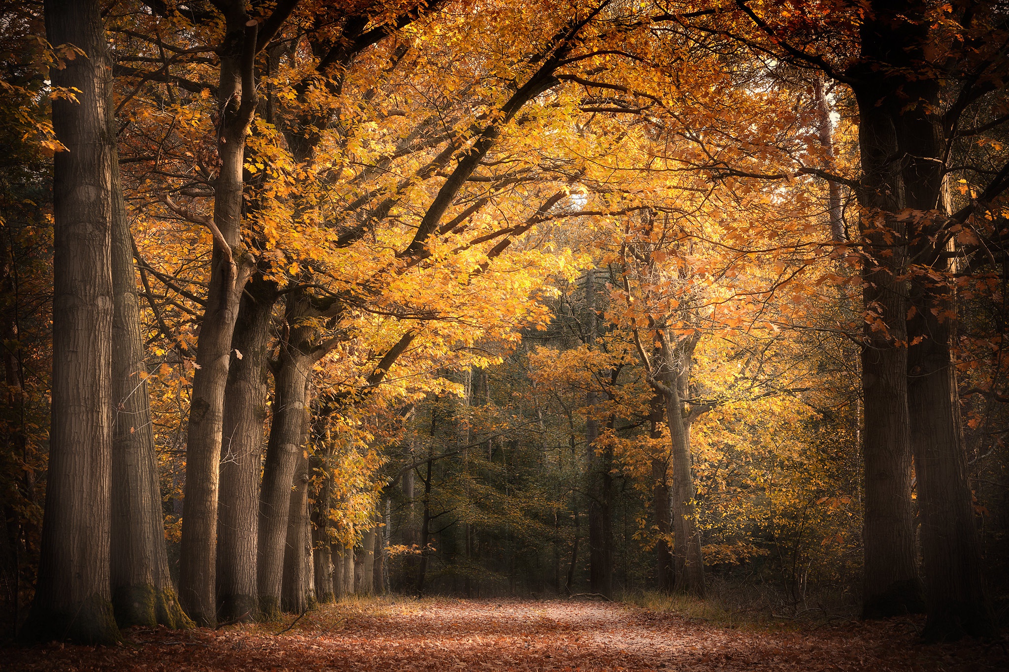 Laden Sie das Natur, Herbst, Park, Fotografie-Bild kostenlos auf Ihren PC-Desktop herunter