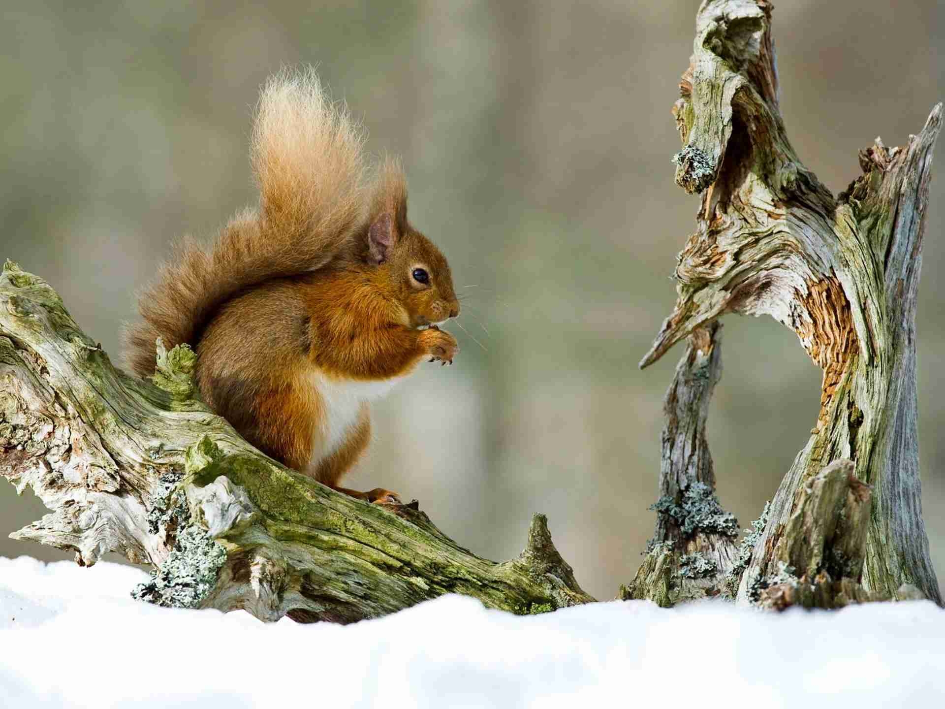 Free download wallpaper Animals, Winter, Snow, Sit, Branch, Squirrel on your PC desktop
