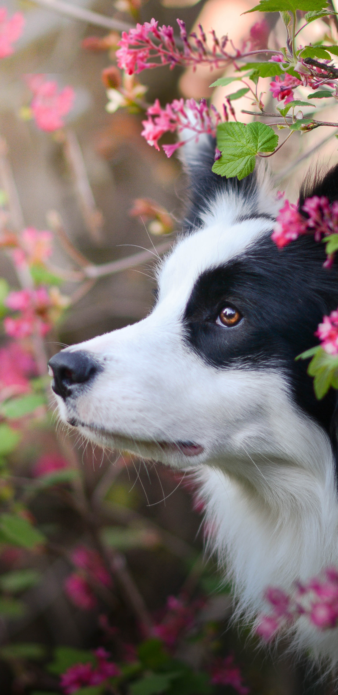 Download mobile wallpaper Dogs, Dog, Animal, Cute, Border Collie for free.