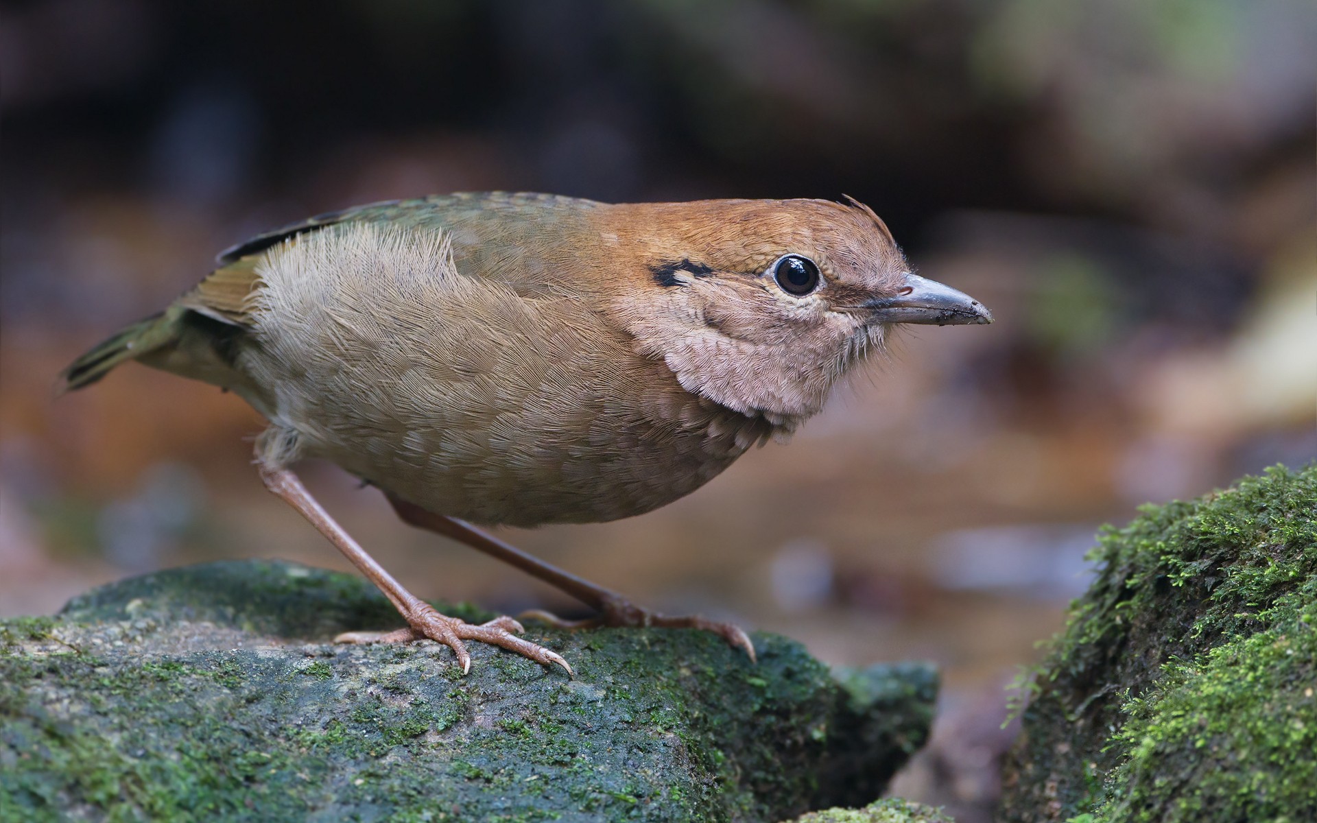 Descarga gratis la imagen Ave, Aves, Animales en el escritorio de tu PC