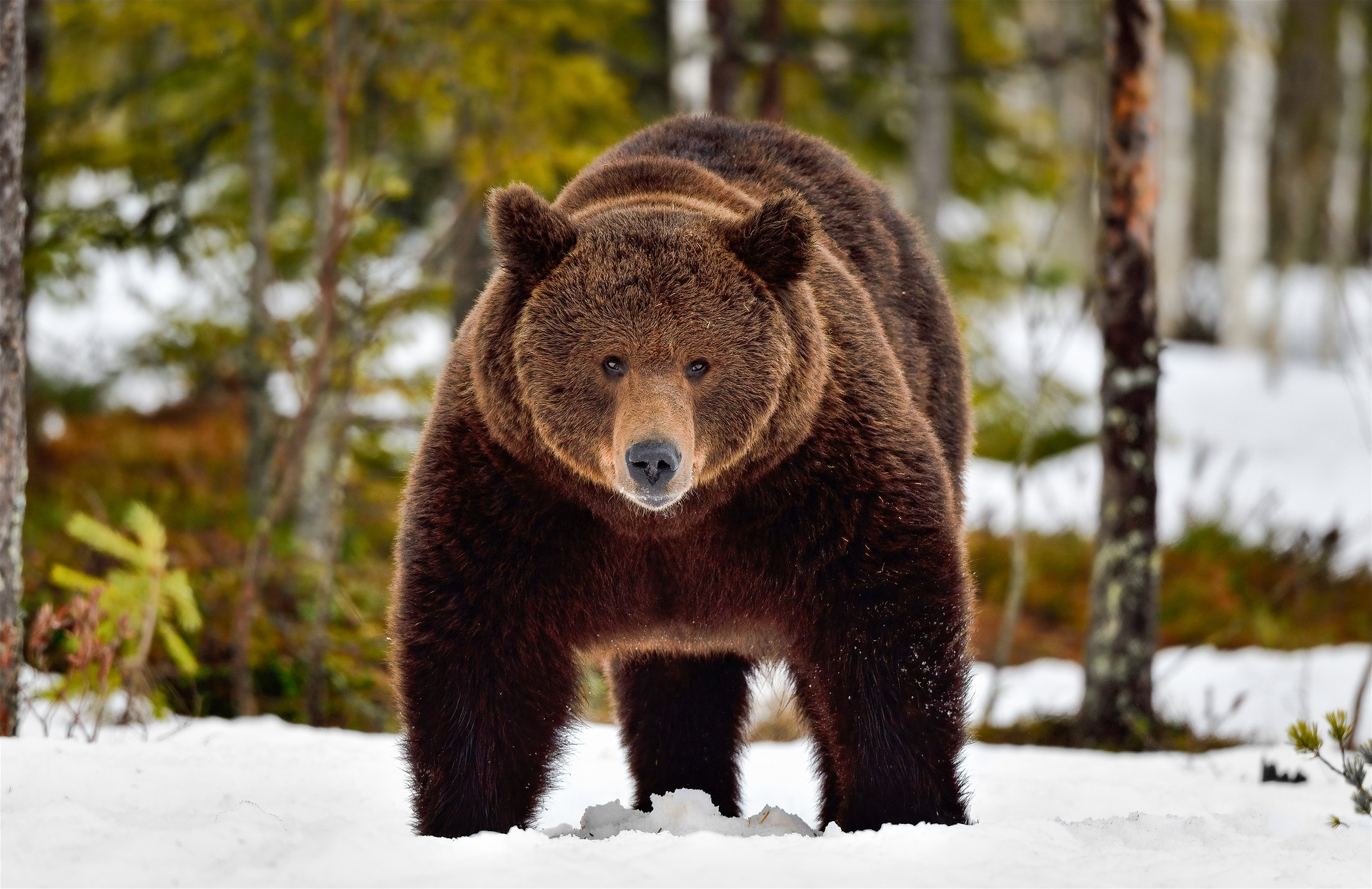 無料モバイル壁紙動物, 冬, 雪, 銃口, クマをダウンロードします。