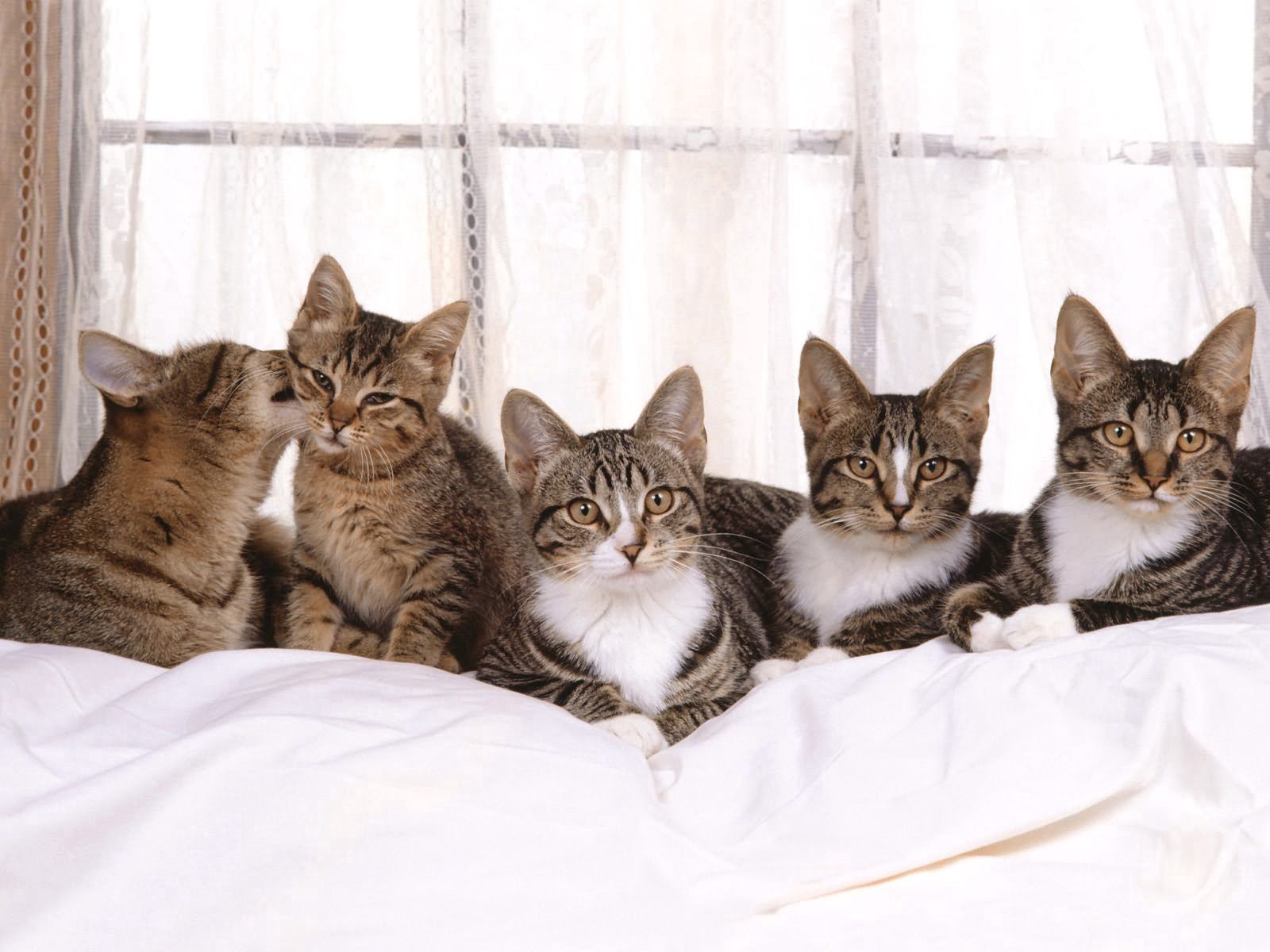 Mobile wallpaper kittens, animals, sit, cat, lot