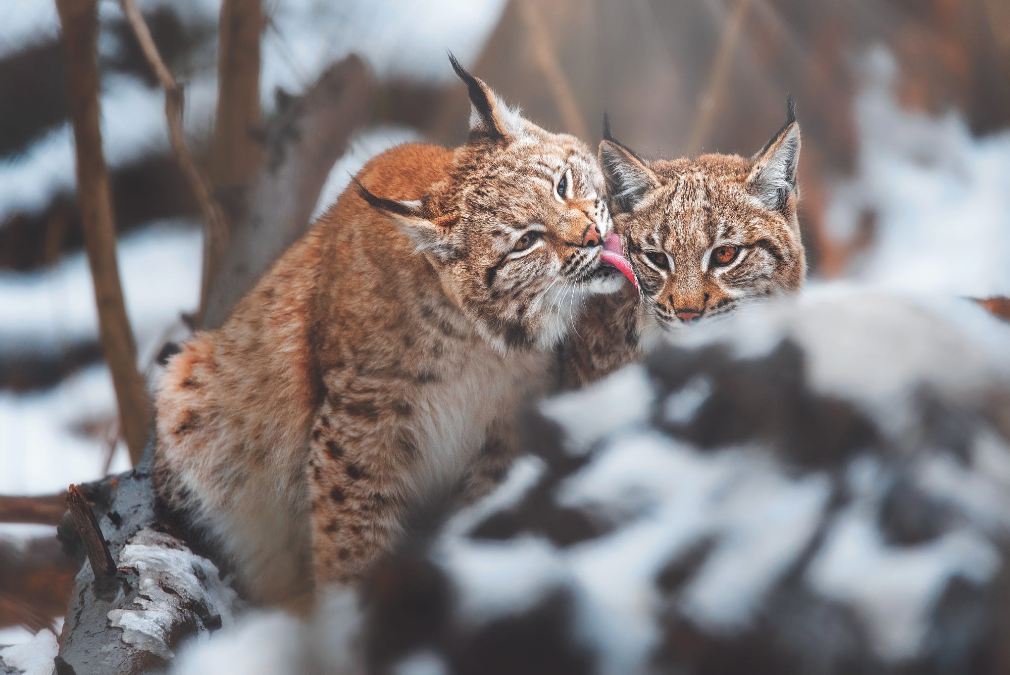 無料モバイル壁紙動物, 冬, 雪, 猫, リンクスをダウンロードします。