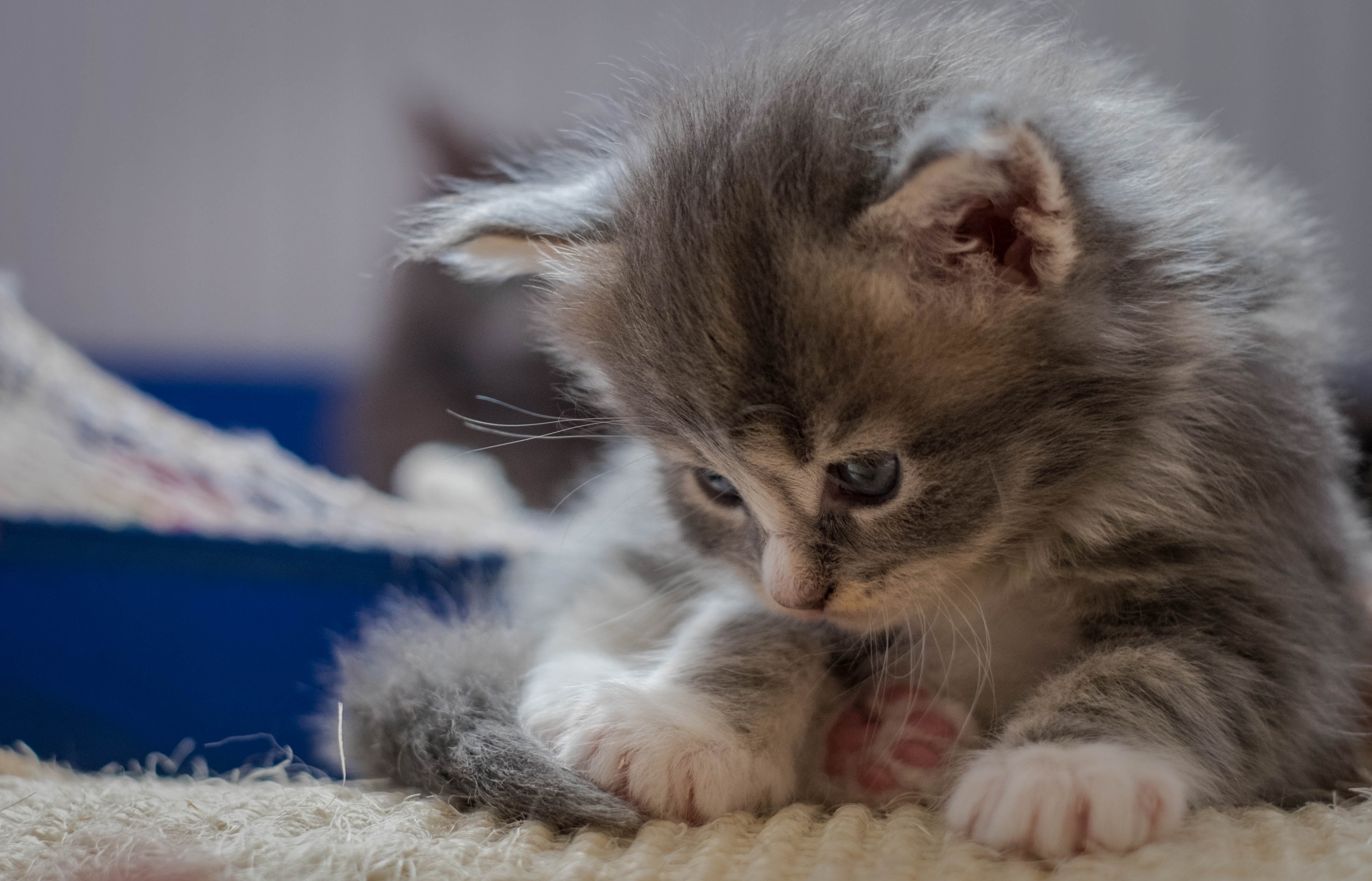 Baixe gratuitamente a imagem Animais, Gatos, Gato, Gatinho, Animal Bebê na área de trabalho do seu PC