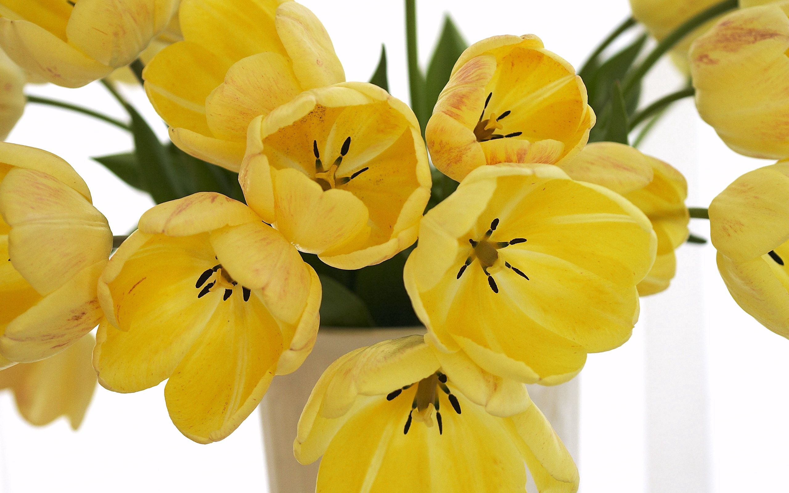 83965 скачать картинку тюльпаны, цветы, желтые, букет, ваза, распущенные - обои и заставки бесплатно