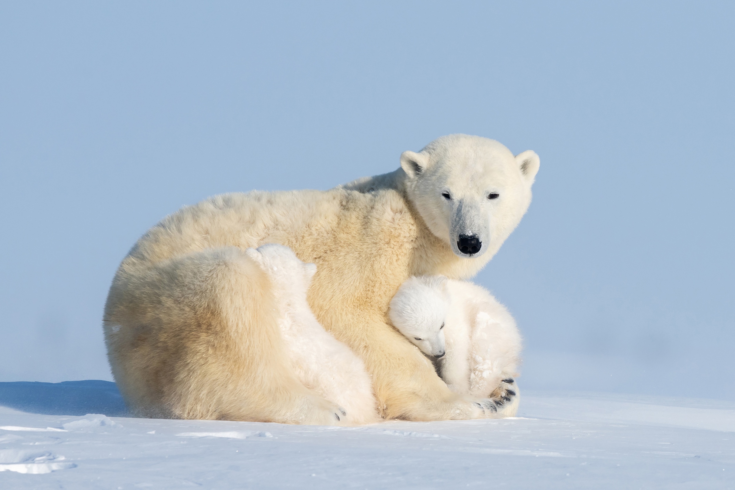 Baixar papel de parede para celular de Animais, Urso Polar, Ursos, Animal Bebê, Filhote gratuito.