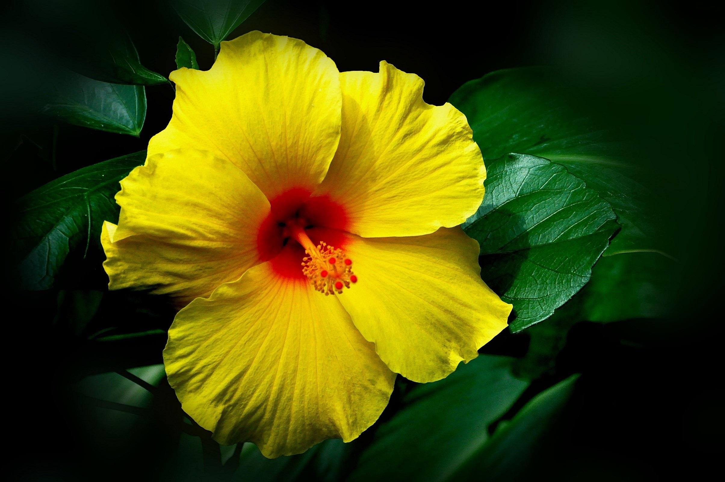 Download mobile wallpaper Flowers, Flower, Leaf, Earth, Hibiscus, Yellow Flower for free.