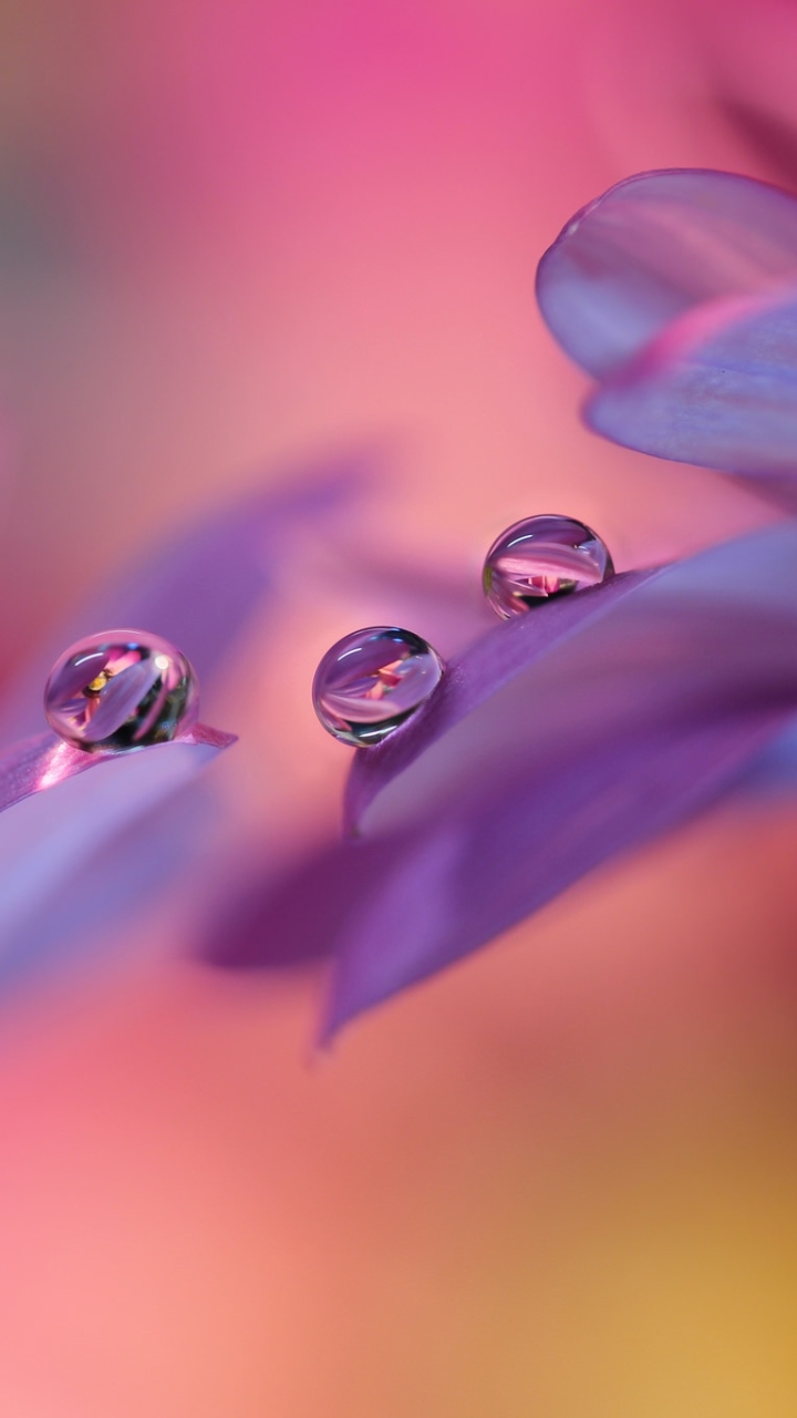 Download mobile wallpaper Nature, Reflection, Flower, Macro, Blur, Earth, Water Drop for free.