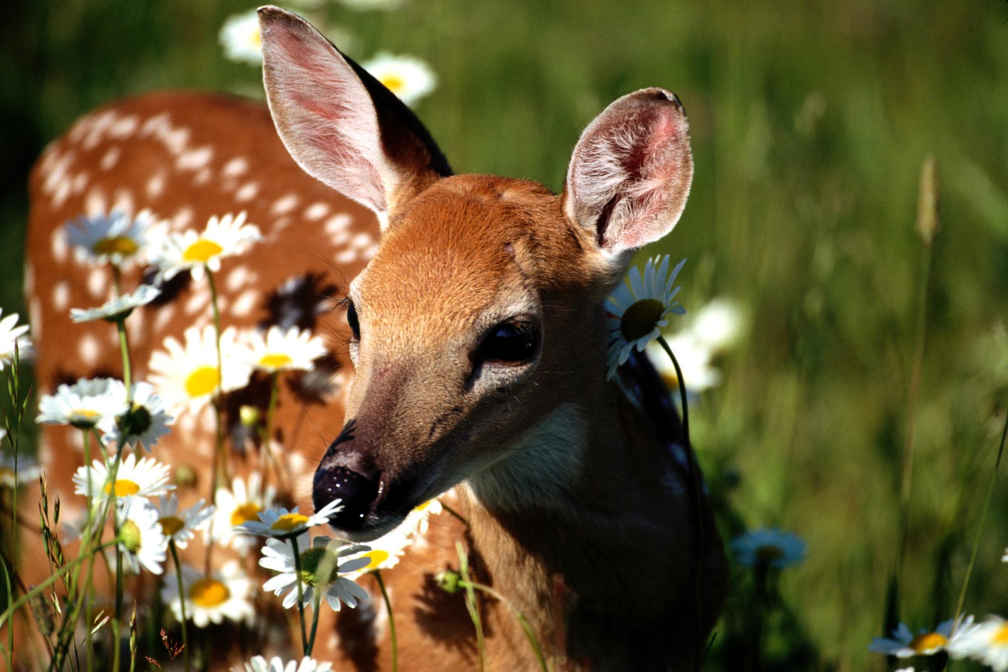 Download mobile wallpaper Animal, Deer for free.